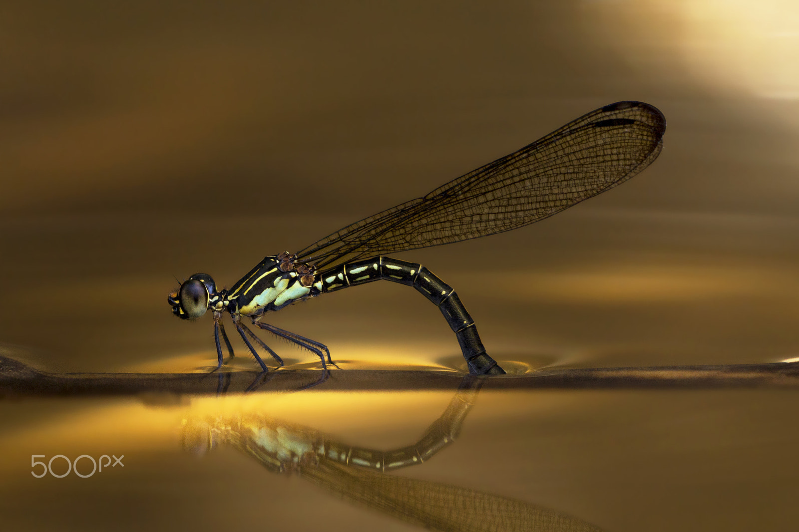 Sigma 150mm f/2.8 EX DG OS HSM APO Macro sample photo. A female lays egg in the golden lake photography
