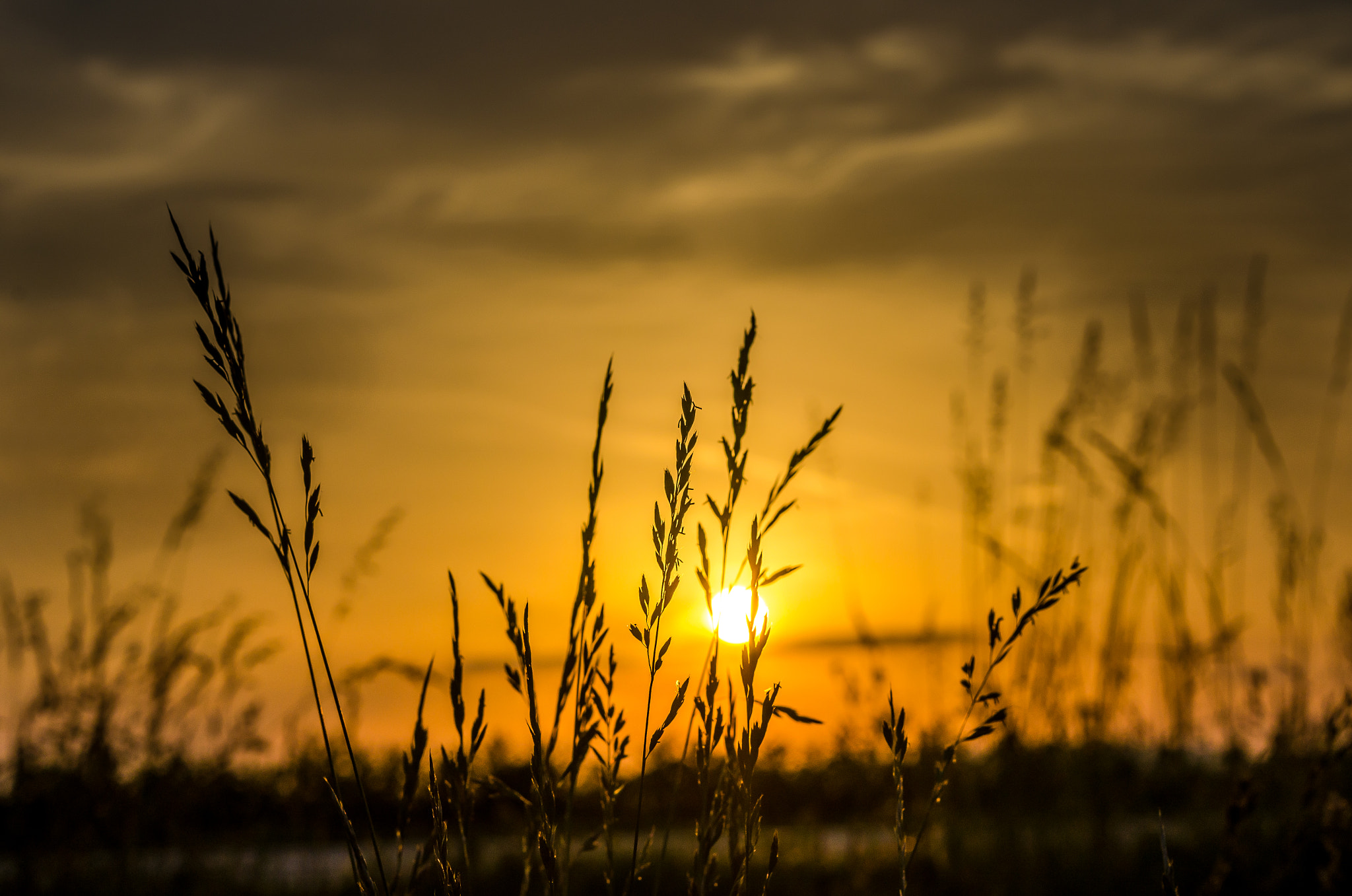 Sigma 70-200mm F2.8 EX DG OS HSM sample photo. Golden grass photography