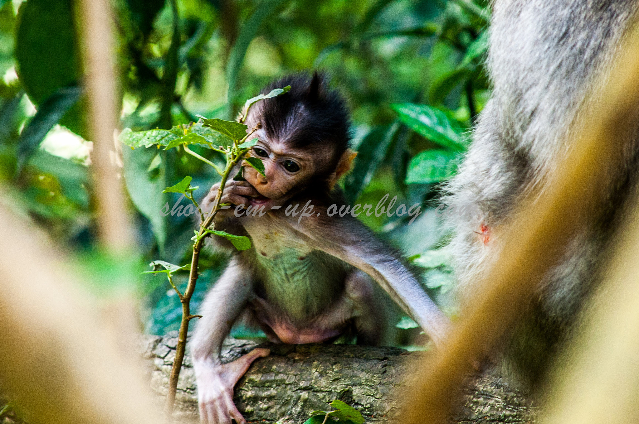 Nikon D3 + Nikon AF-S DX Nikkor 55-300mm F4.5-5.6G ED VR sample photo. Baby macaque photography