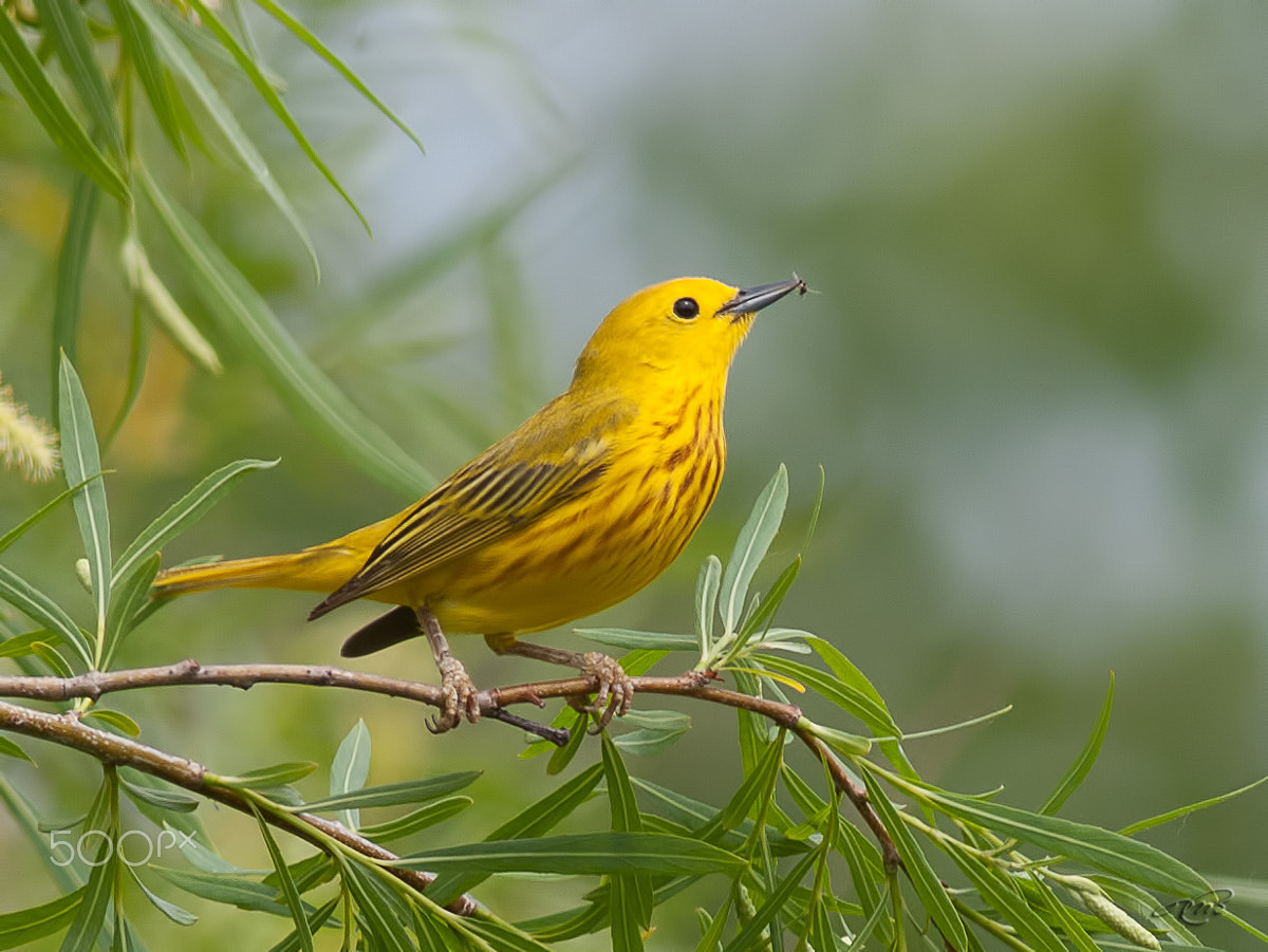 Canon EOS 40D + Canon EF 400mm F5.6L USM sample photo. Yellow warbler photography