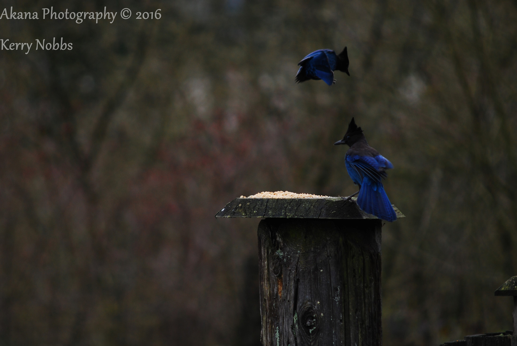 AF Zoom-Nikkor 75-300mm f/4.5-5.6 sample photo. Happy blue jays photography
