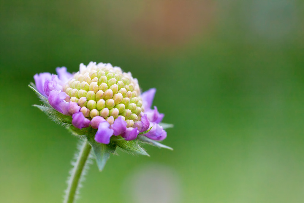 Canon EOS 50D + Canon EF 50mm F2.5 Macro sample photo. Solo photography