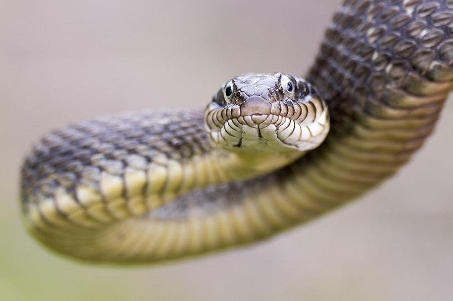 Nikon D810 + AF Zoom-Micro Nikkor 70-180mm f/4.5-5.6D ED sample photo. Adult plain-bellied watersnake photography