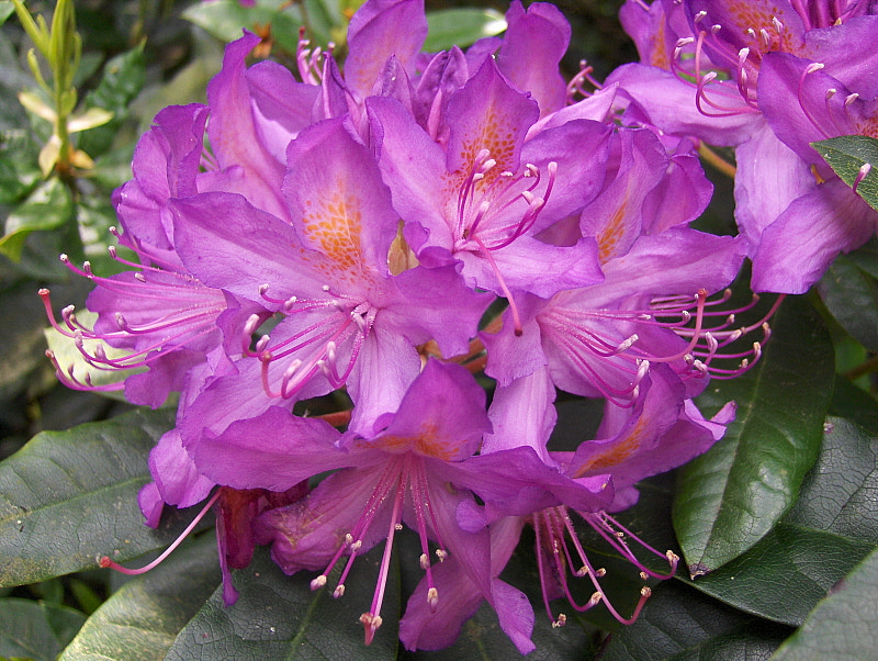 HP PHOTOSMART R927  (V01.00) sample photo. Rhododendron photography