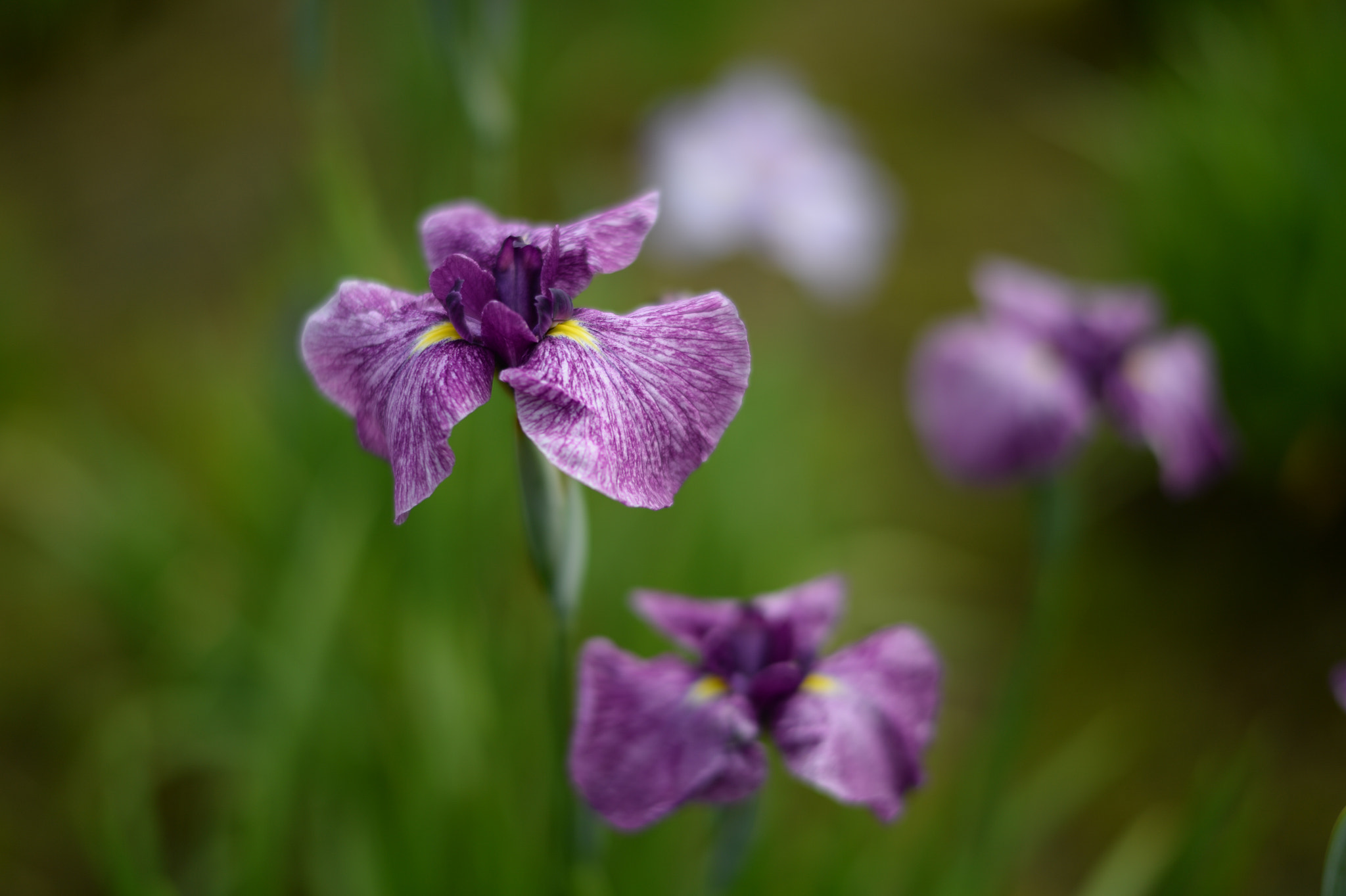 Nikon Df + Nikon AF-S Nikkor 58mm F1.4G sample photo. Iris photography