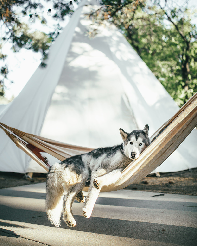 Loki by Dylan Furst on 500px.com