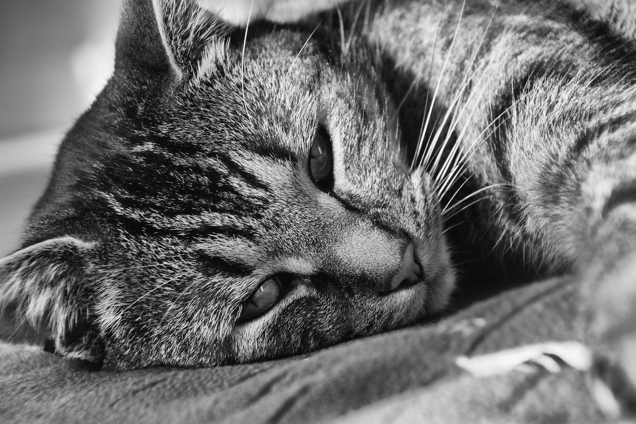 Sony SLT-A58 + DT 18-270mm F3.5-6.3 SSM sample photo. Cat black and white photography