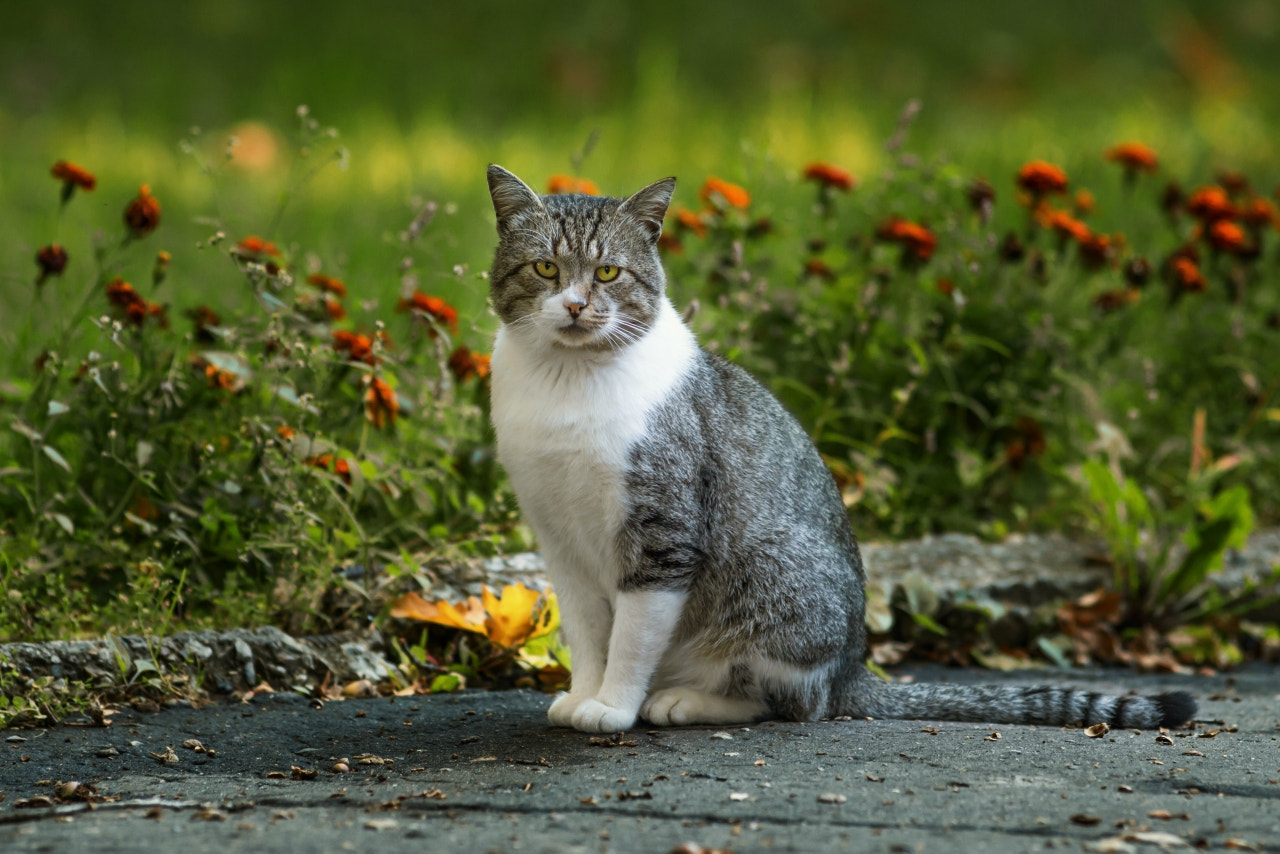 Canon EOS 650D (EOS Rebel T4i / EOS Kiss X6i) + Canon EF 200mm F2.8L II USM sample photo. The cat photography