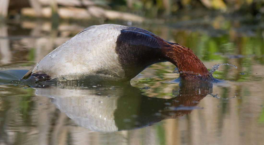 Canon EOS 7D + Canon EF 400mm F5.6L USM sample photo. Dive photography
