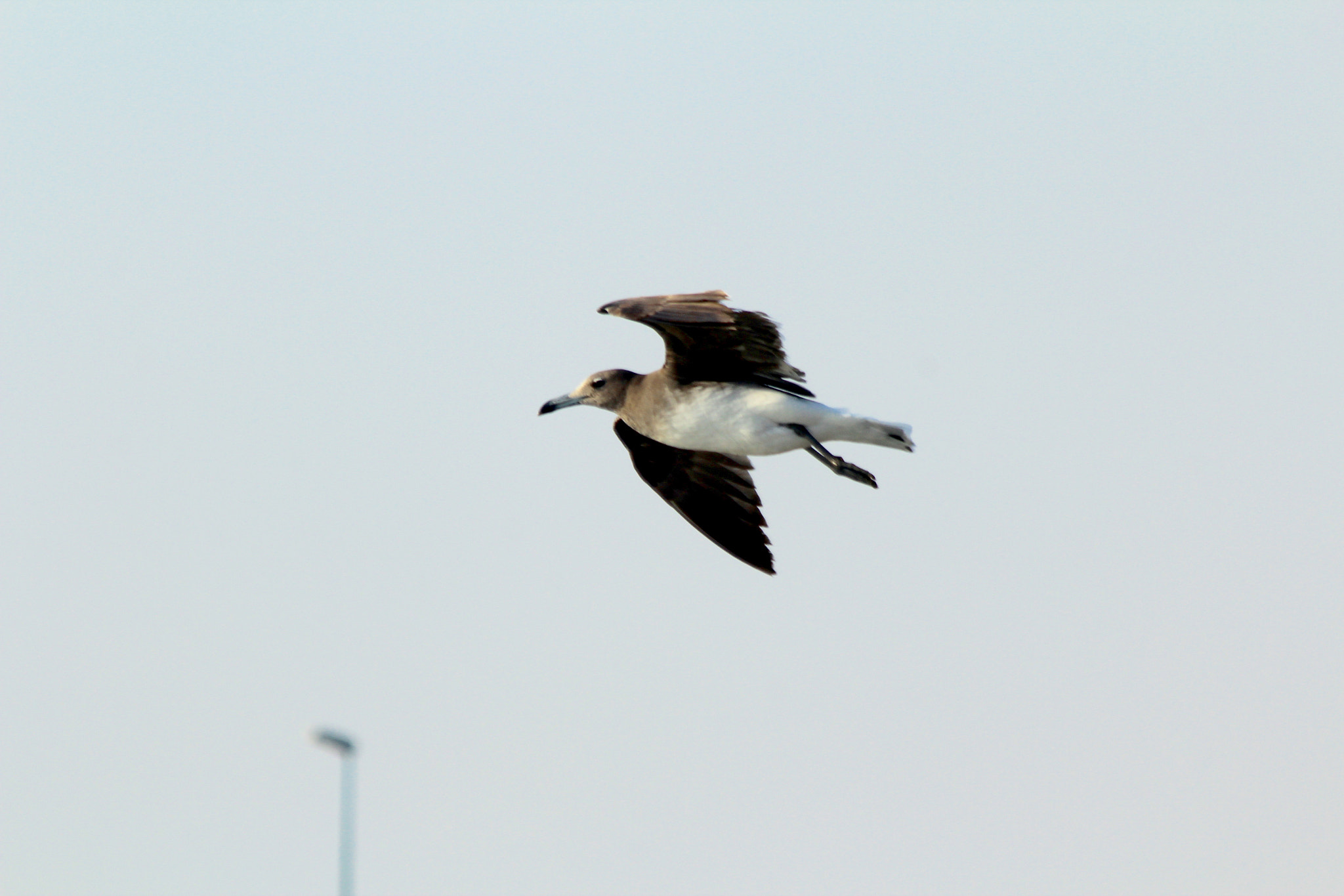 Canon EF 70-300mm F4-5.6 IS USM sample photo