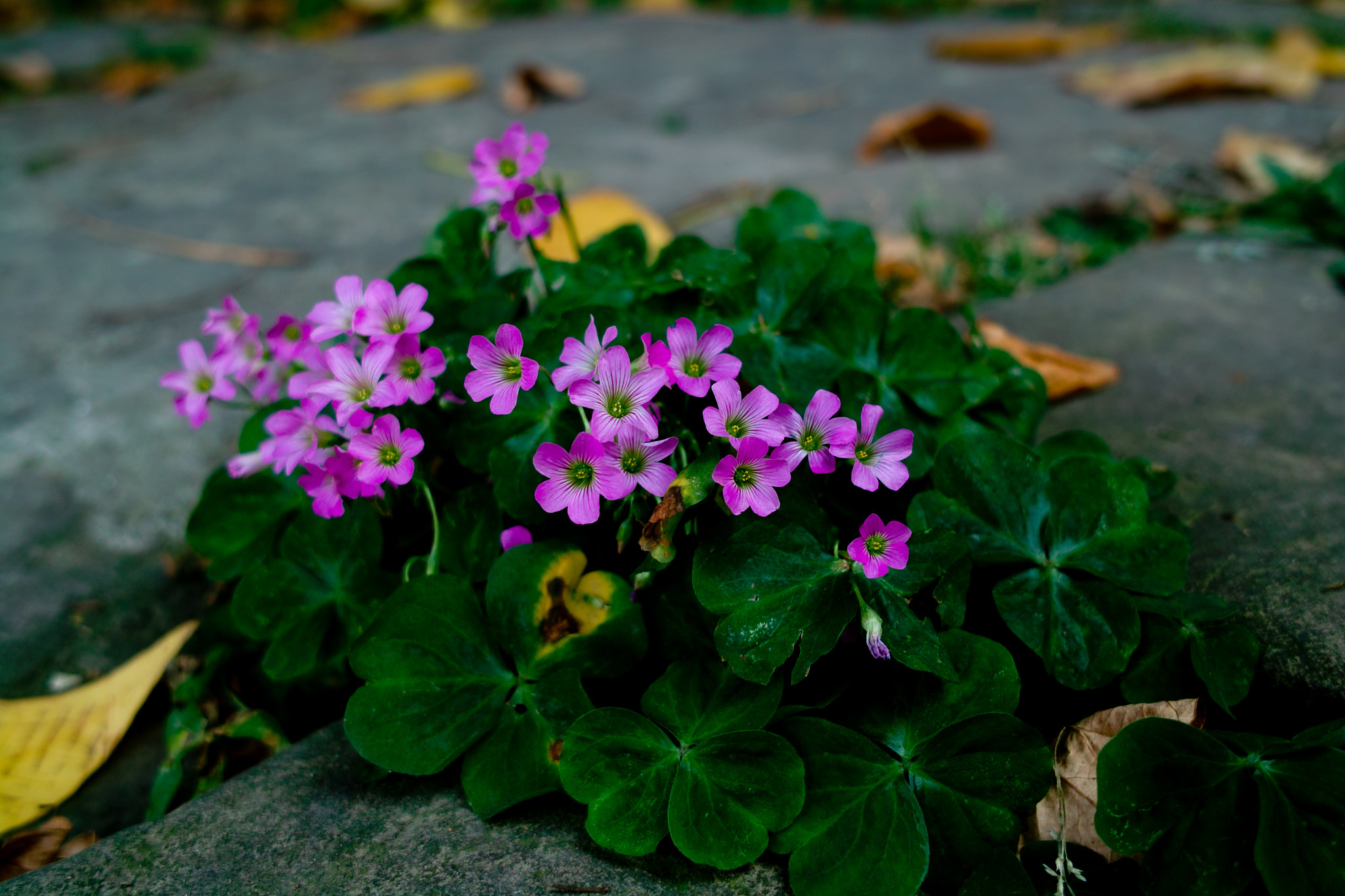 Sigma DP2s sample photo. 花 photography
