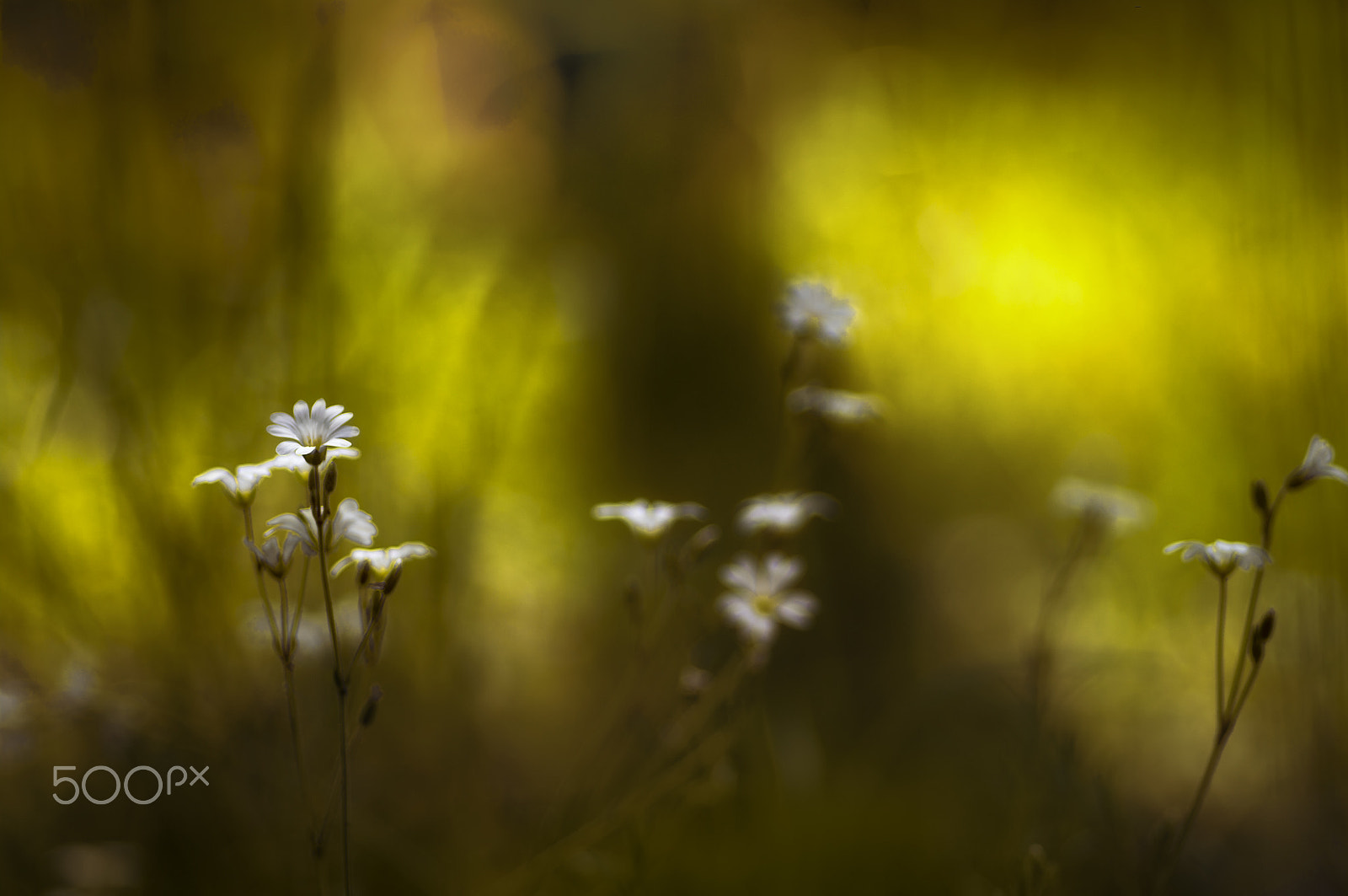 Pentax smc D-FA 100mm F2.8 macro sample photo. .......... photography