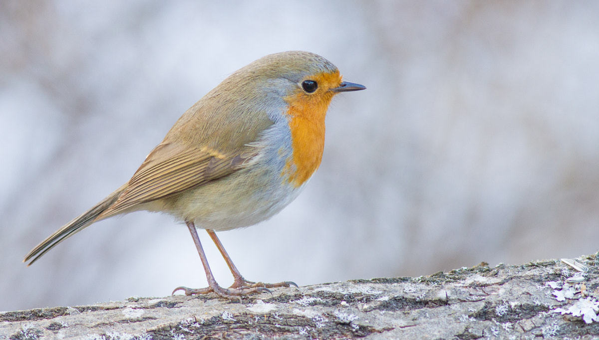 Canon EOS 7D + Canon EF 400mm F5.6L USM sample photo. Robin photography