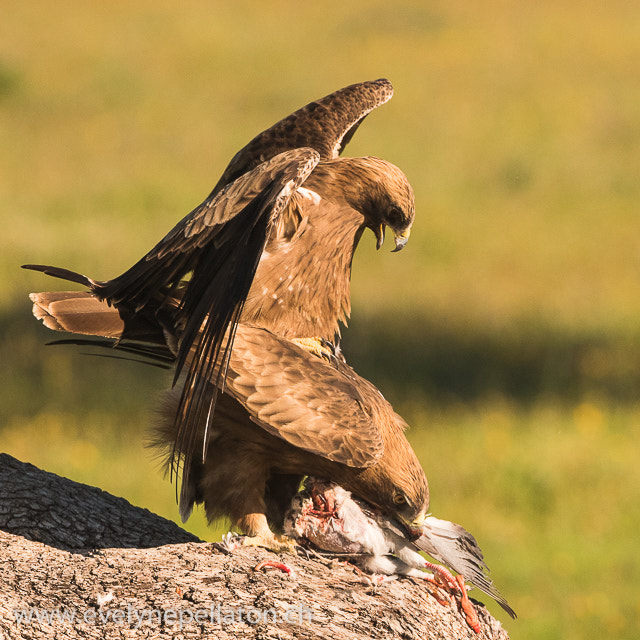 Canon EF 200-400mm F4L IS USM Extender 1.4x sample photo. Rien ne distrait madame de son repas photography