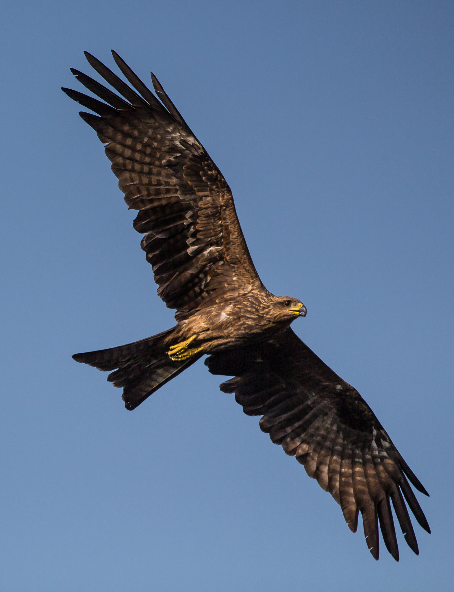 Canon EF 70-200mm F2.8L IS II USM sample photo. Come fly with me - black kite photography