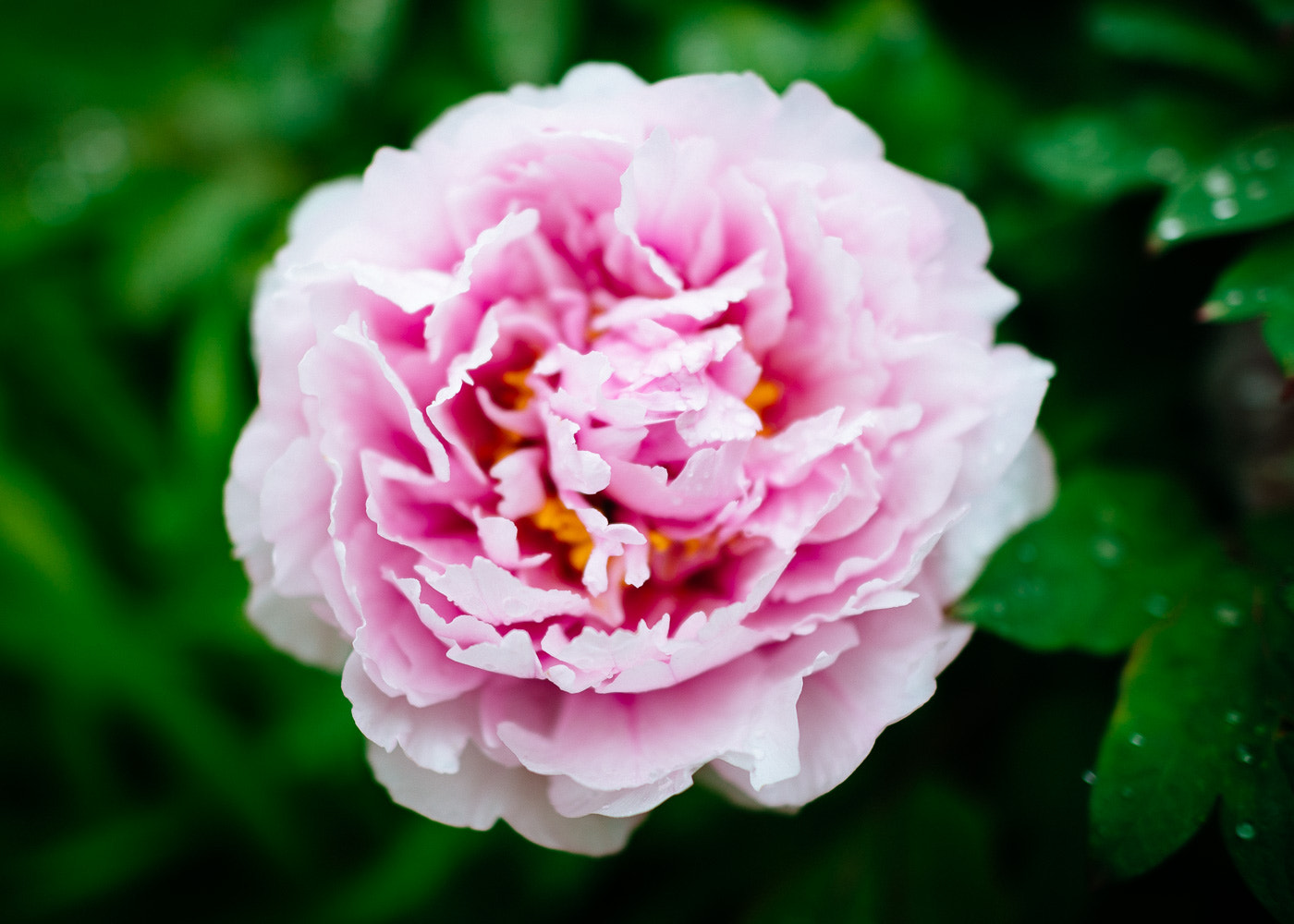 Nikon D600 + Nikon AF-S Nikkor 24mm F1.4G ED sample photo. Goethe's rose photography