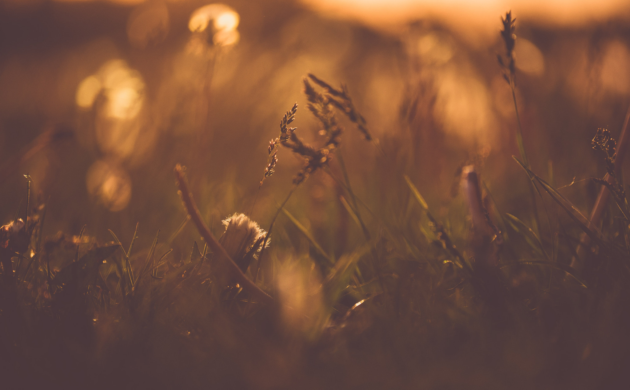Panasonic Lumix G X Vario 35-100mm F2.8 OIS sample photo. The 100 day project 44/100 - dreaming photography