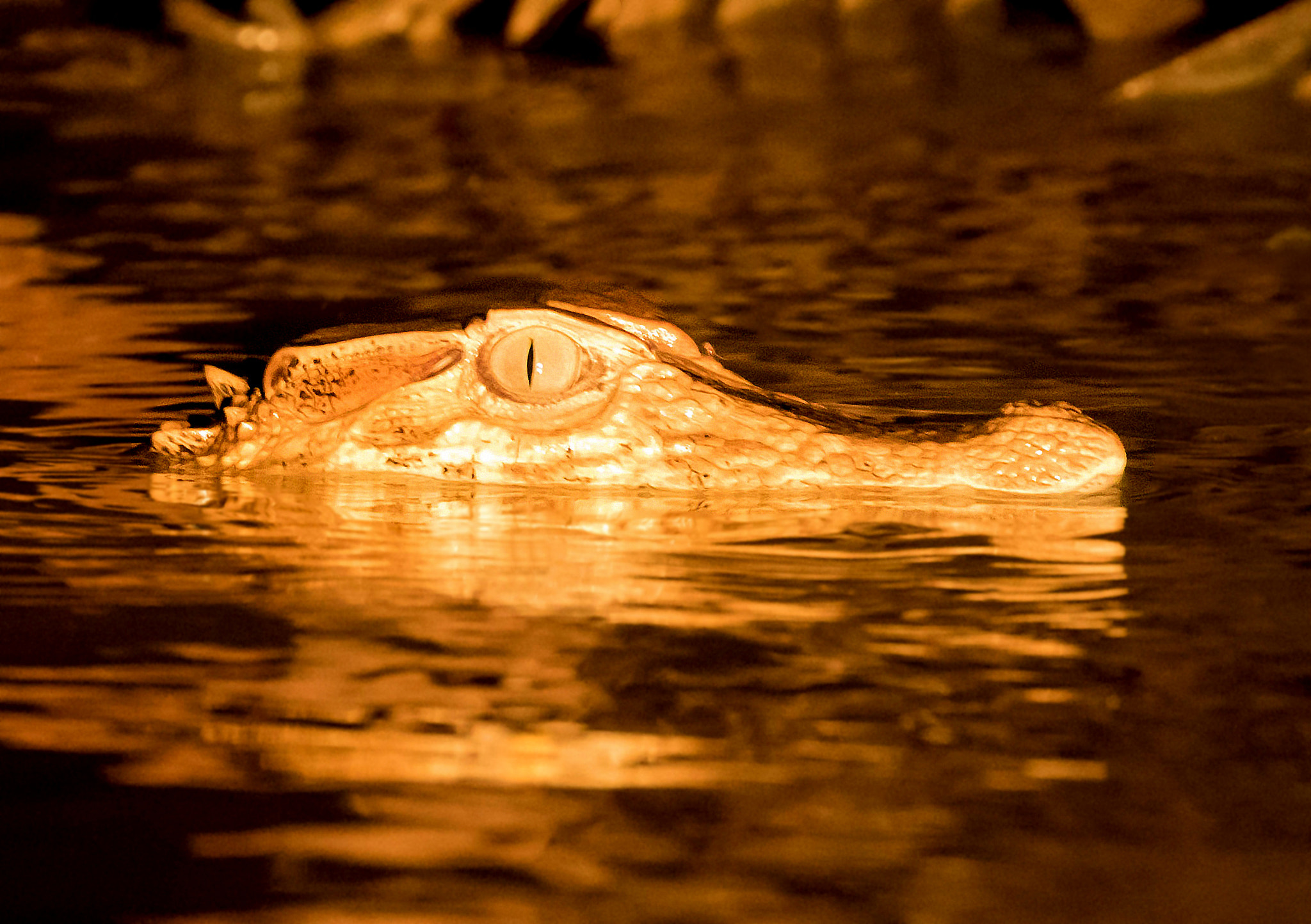 Canon EF 100-400mm F4.5-5.6L IS II USM sample photo. Spectacled caiman photography
