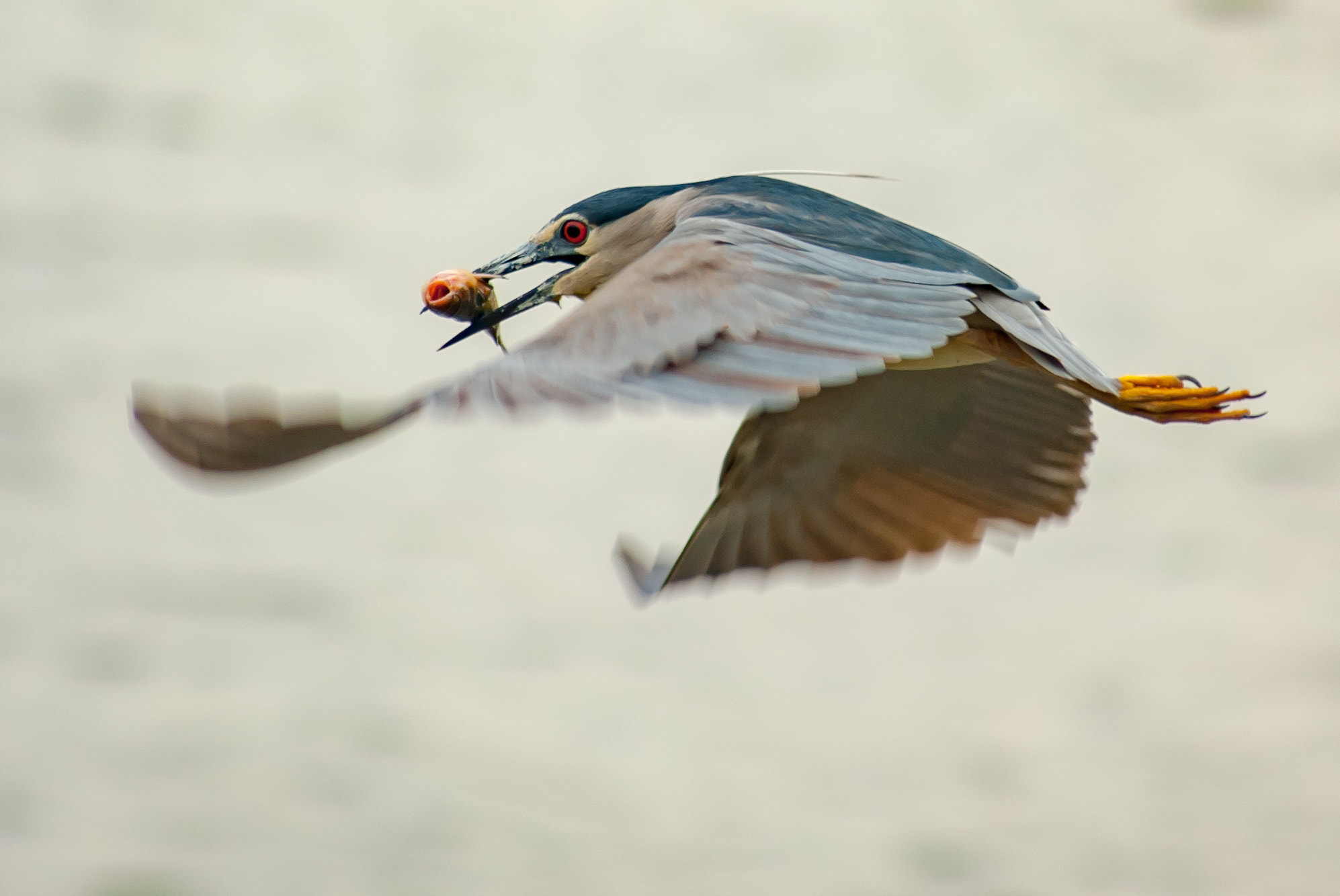 Minolta AF 70-210mm F4 Macro sample photo. Fisher photography
