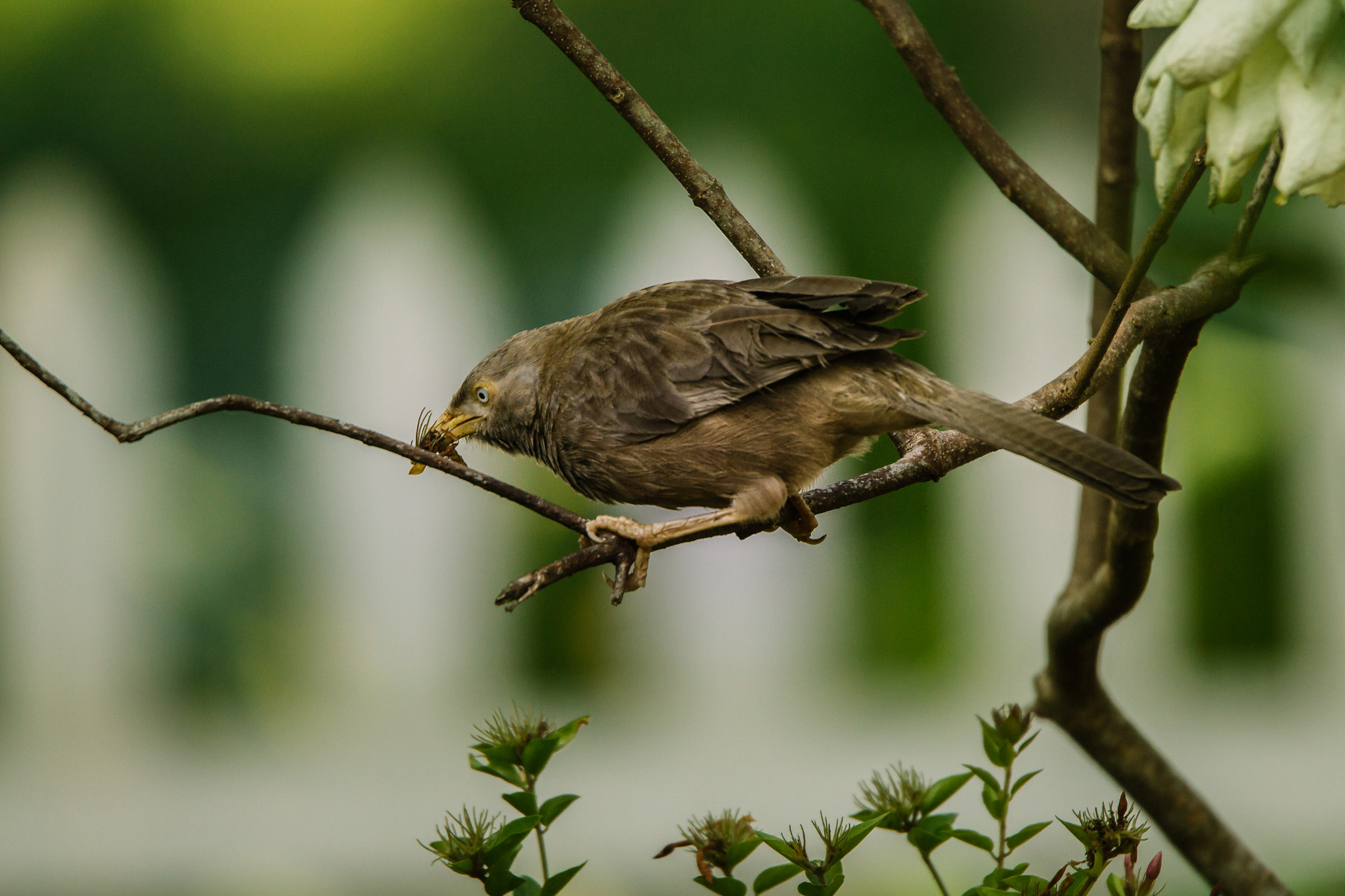Tamron SP 150-600mm F5-6.3 Di VC USD sample photo. Babbler photography
