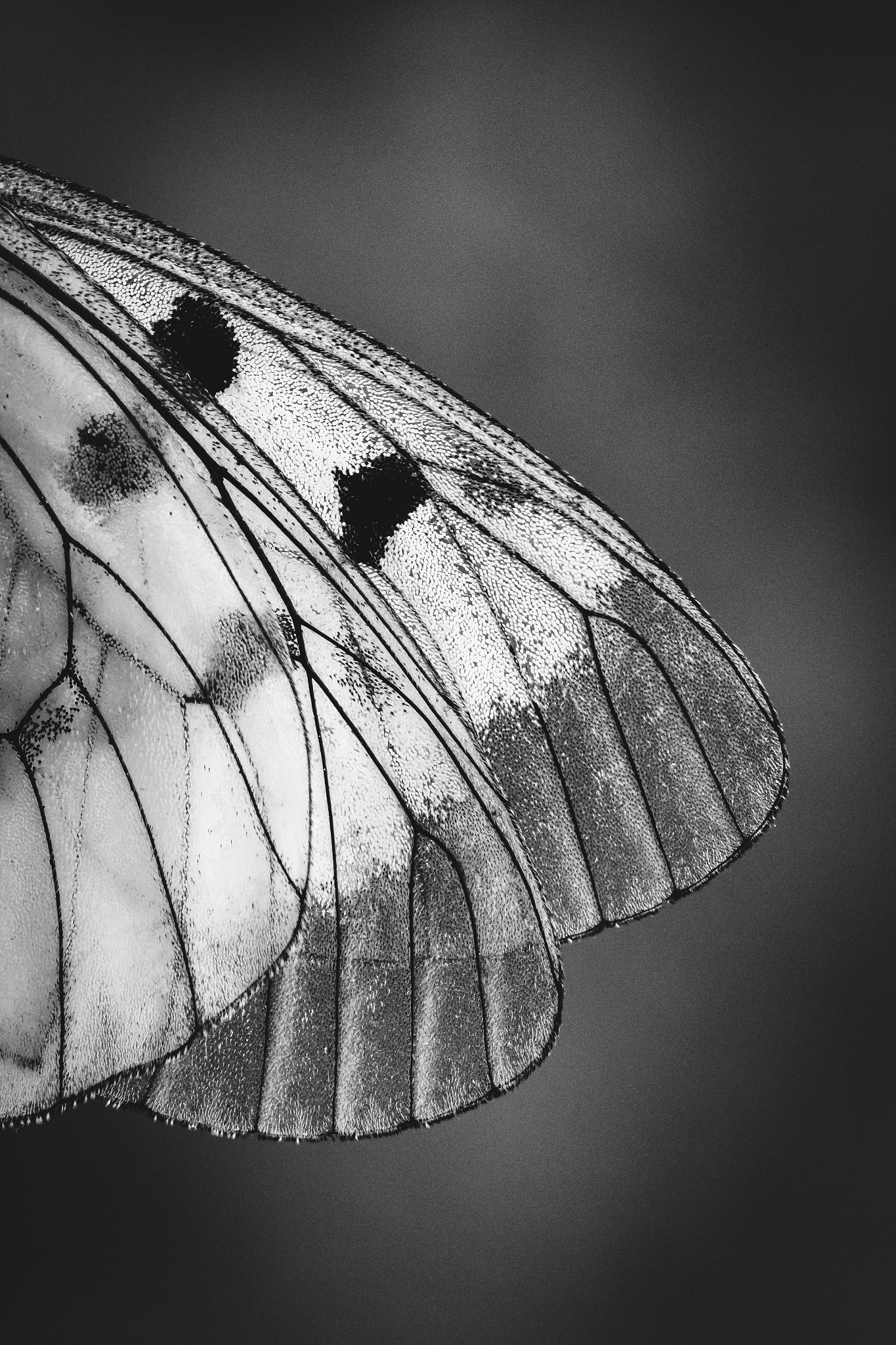 Sigma 150mm f/2.8 EX DG OS HSM APO Macro sample photo. Apollo wing photography