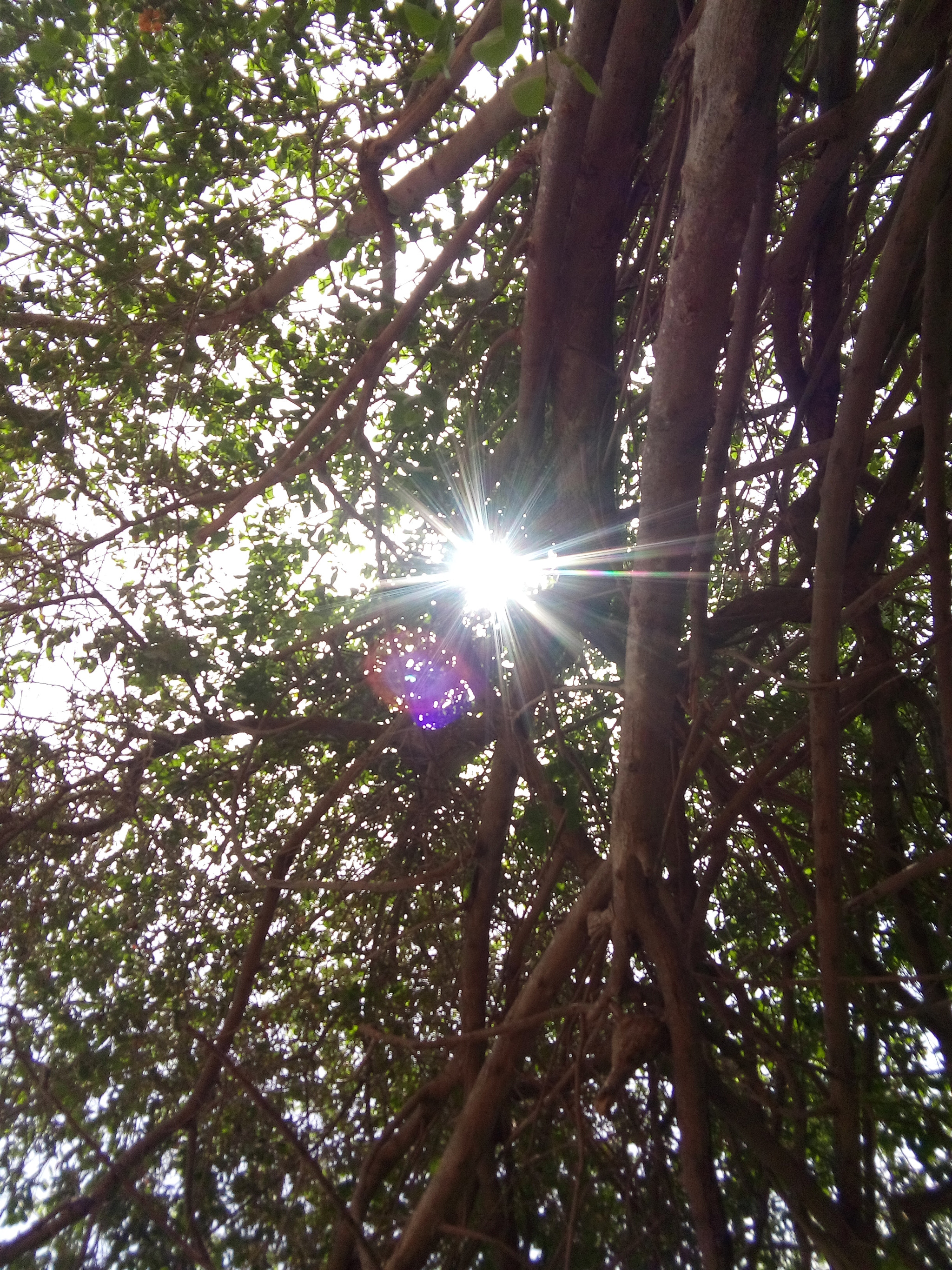LG L Bello sample photo. Trees... photography