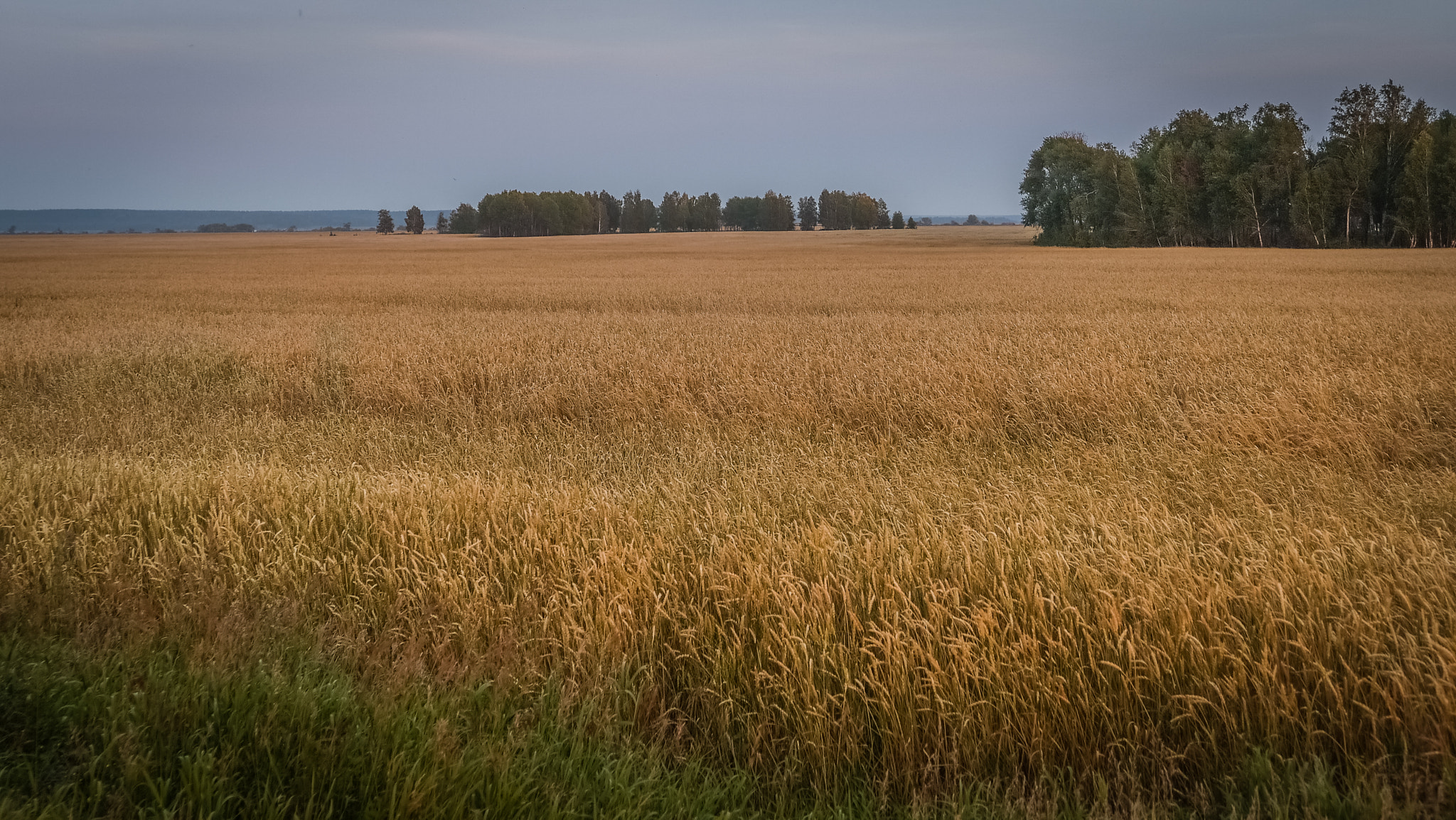 Panasonic Lumix DMC-GF5 sample photo. Field russian field ... photography