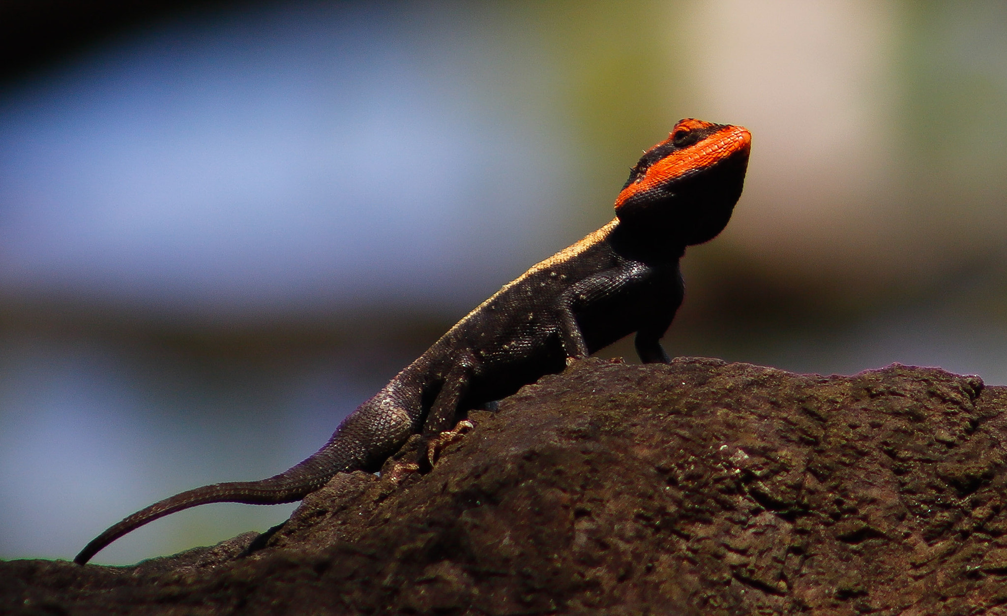 EF75-300mm f/4-5.6 sample photo. Peninsular rock agama photography