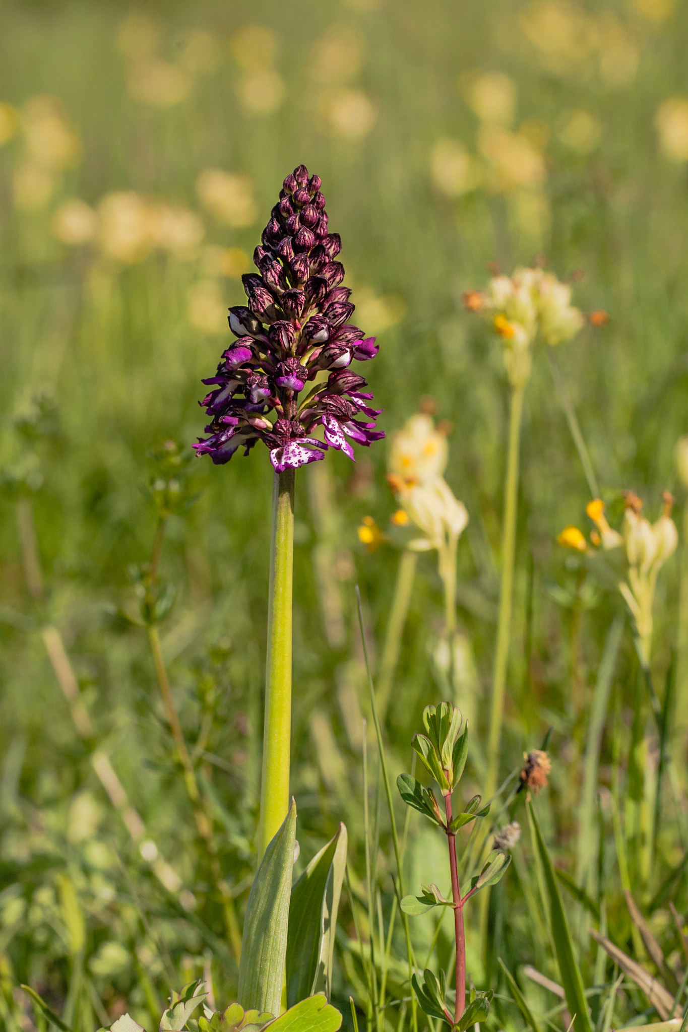 Canon EOS 5D + Canon EF 100mm F2.8L Macro IS USM sample photo. Ophris pourpre photography