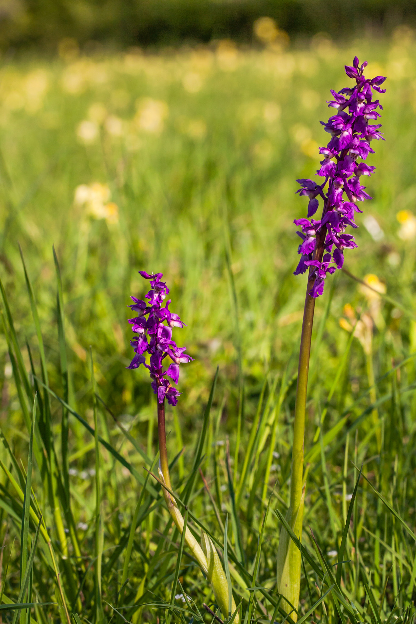 Canon EOS 5D + Canon EF 100mm F2.8L Macro IS USM sample photo. Ophris mâle photography