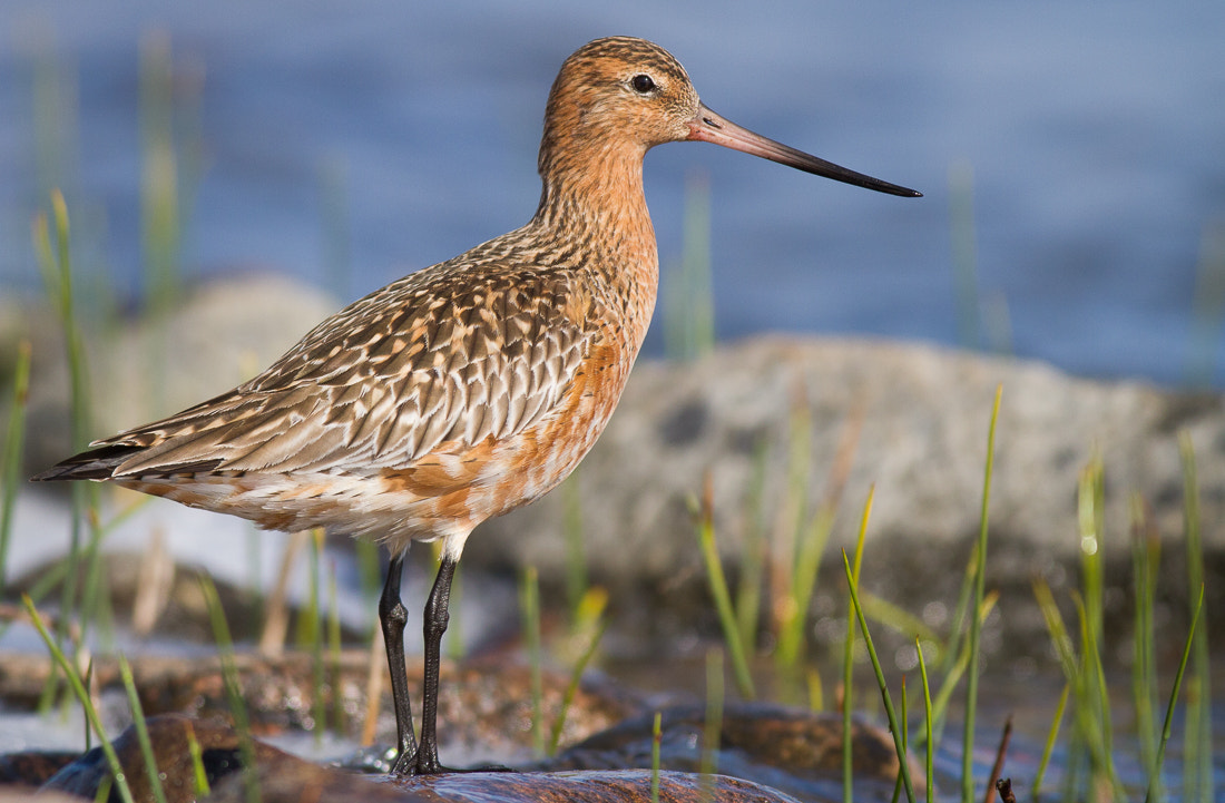 Canon EOS 7D + Canon EF 400mm F5.6L USM sample photo. Bar-tailed godwit photography