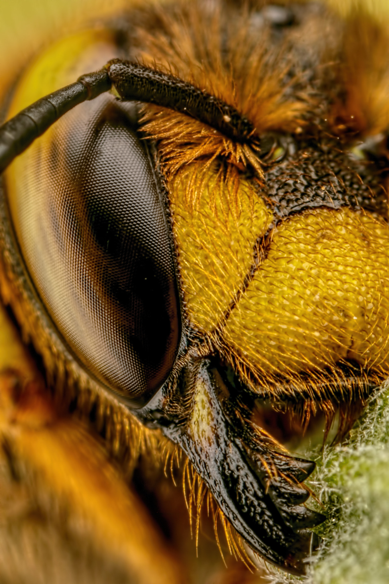 Canon MP-E 65mm F2.5 1-5x Macro Photo sample photo. European wool carder bee vi photography