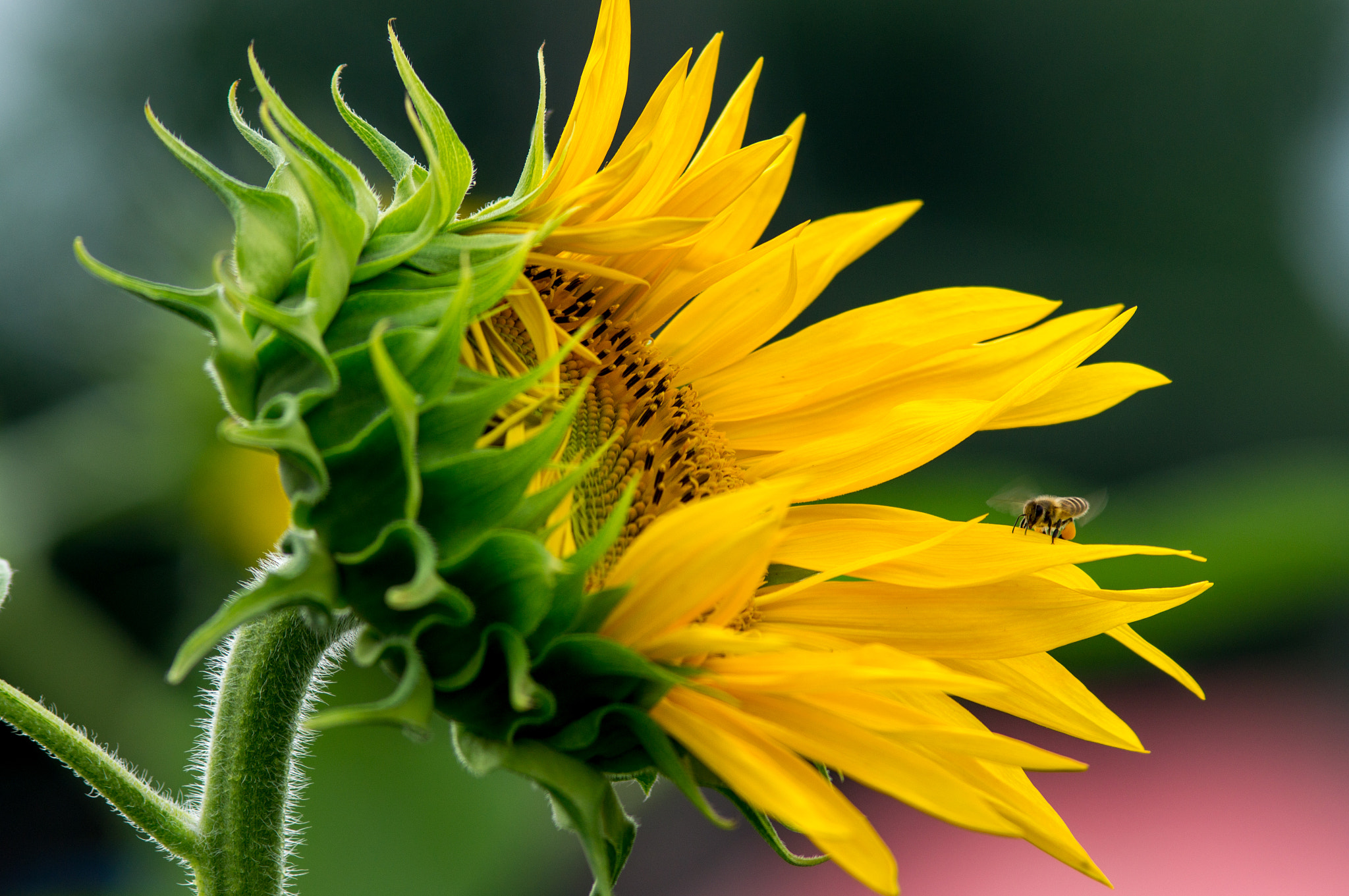 Sony SLT-A37 + Minolta AF 200mm F2.8 APO sample photo. Sunflower photography