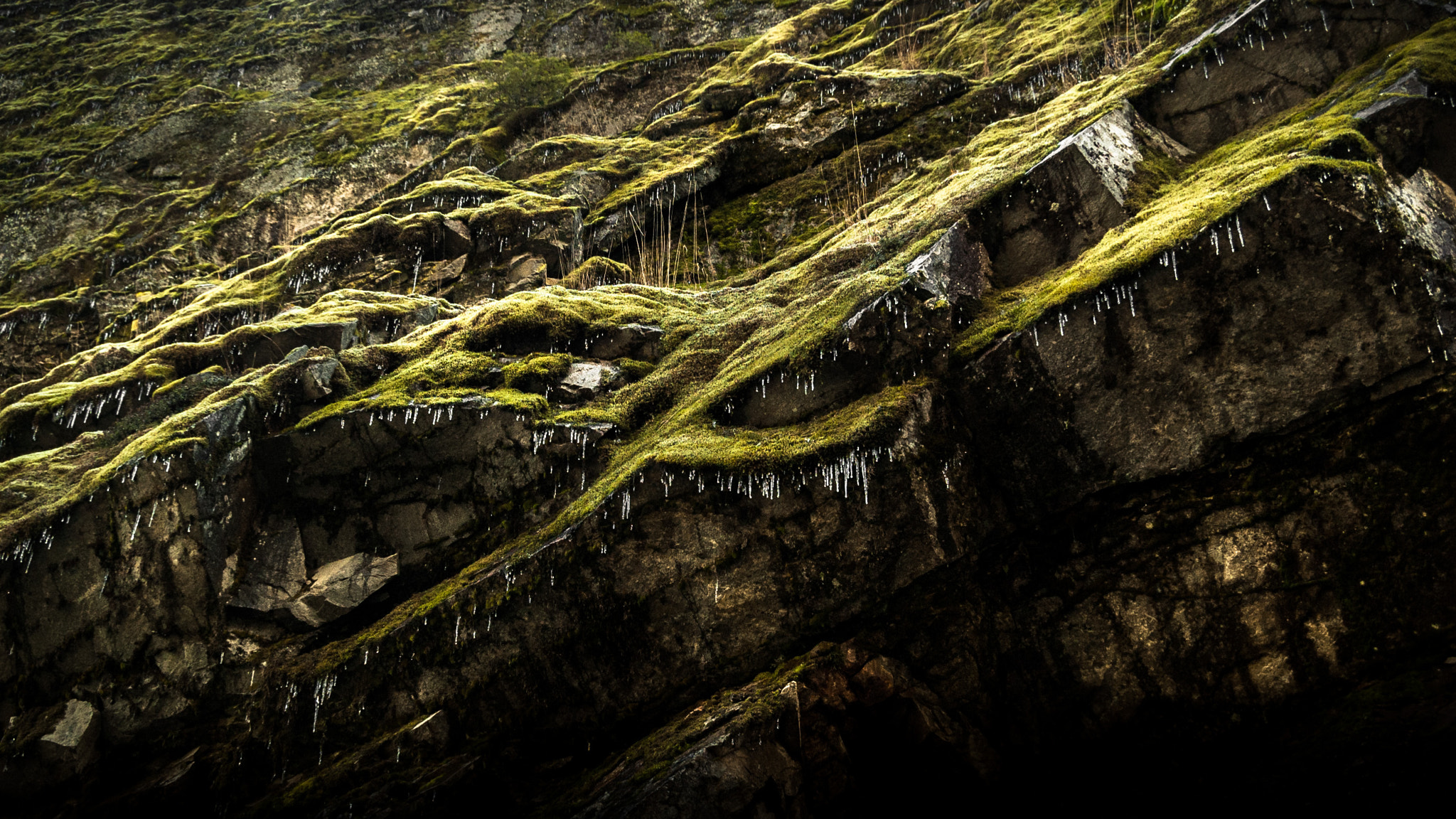 Nikon D70s sample photo. Mossy cliffside photography