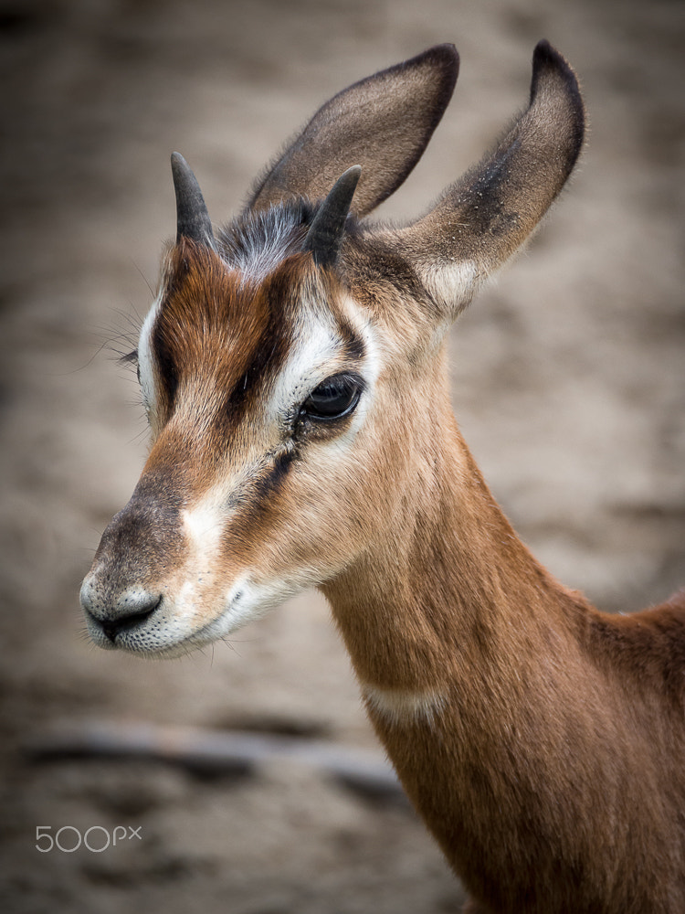 Olympus OM-D E-M10 II sample photo. Young mohr gazelle photography