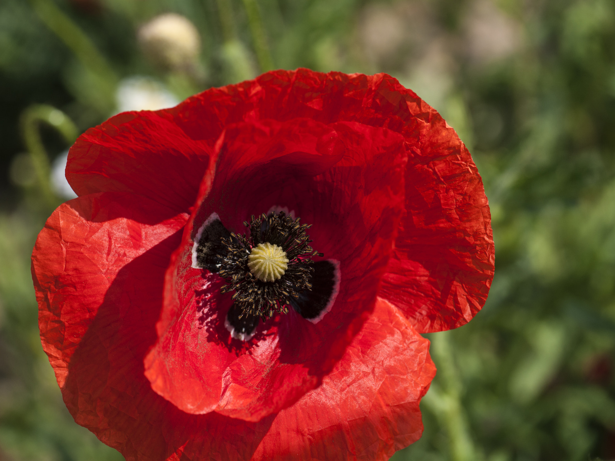 Panasonic Leica DG Macro-Elmarit 45mm F2.8 ASPH OIS sample photo. Klatchmohn photography