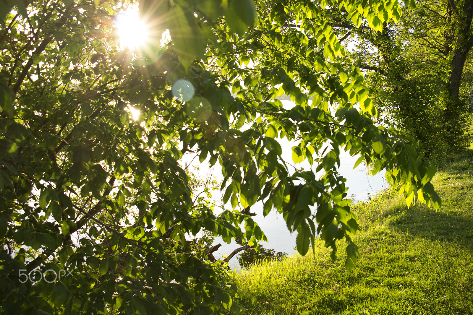 Canon EOS M sample photo. Sunburst leaves photography