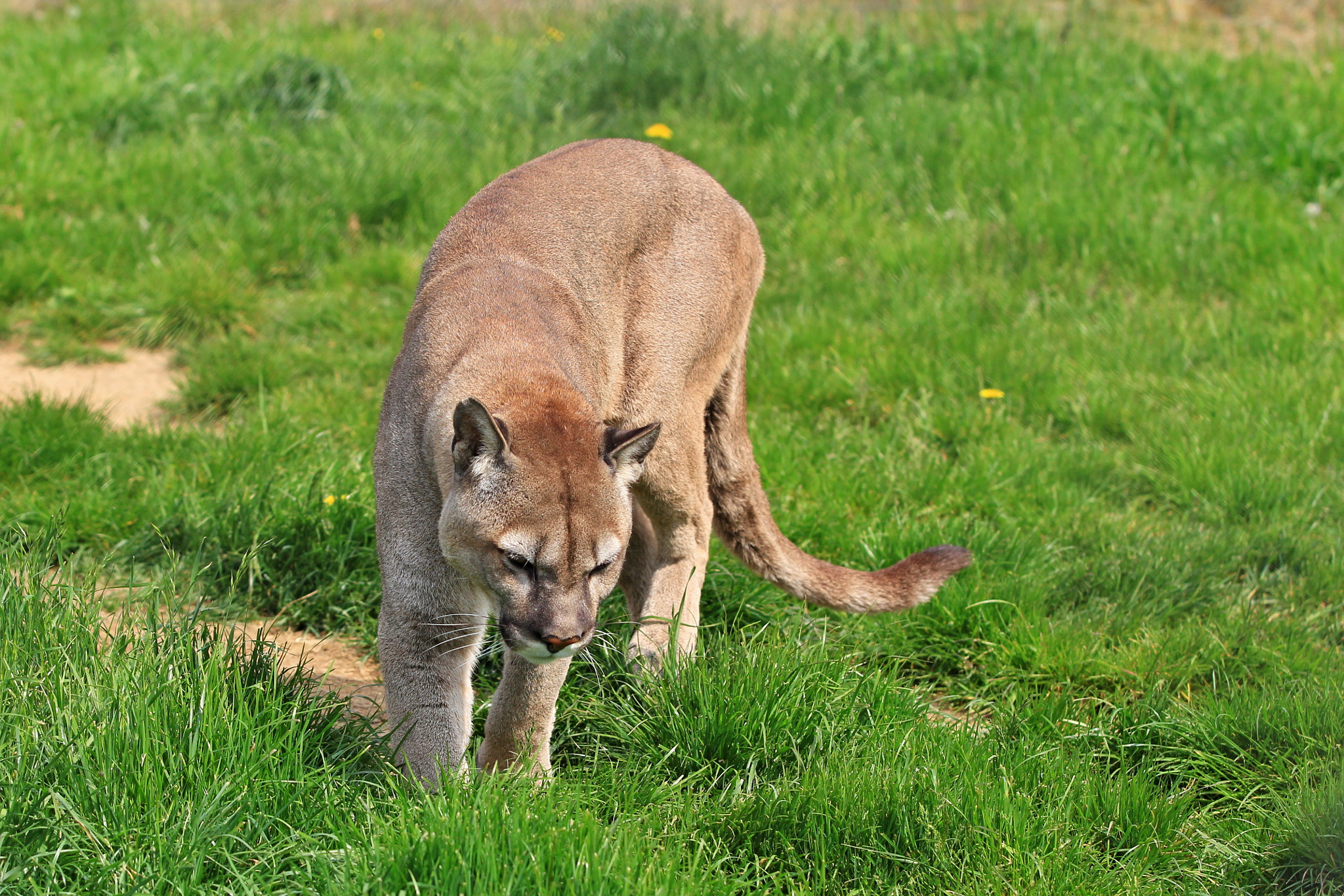 Canon EF 70-200mm F2.8L USM sample photo. Puma photography