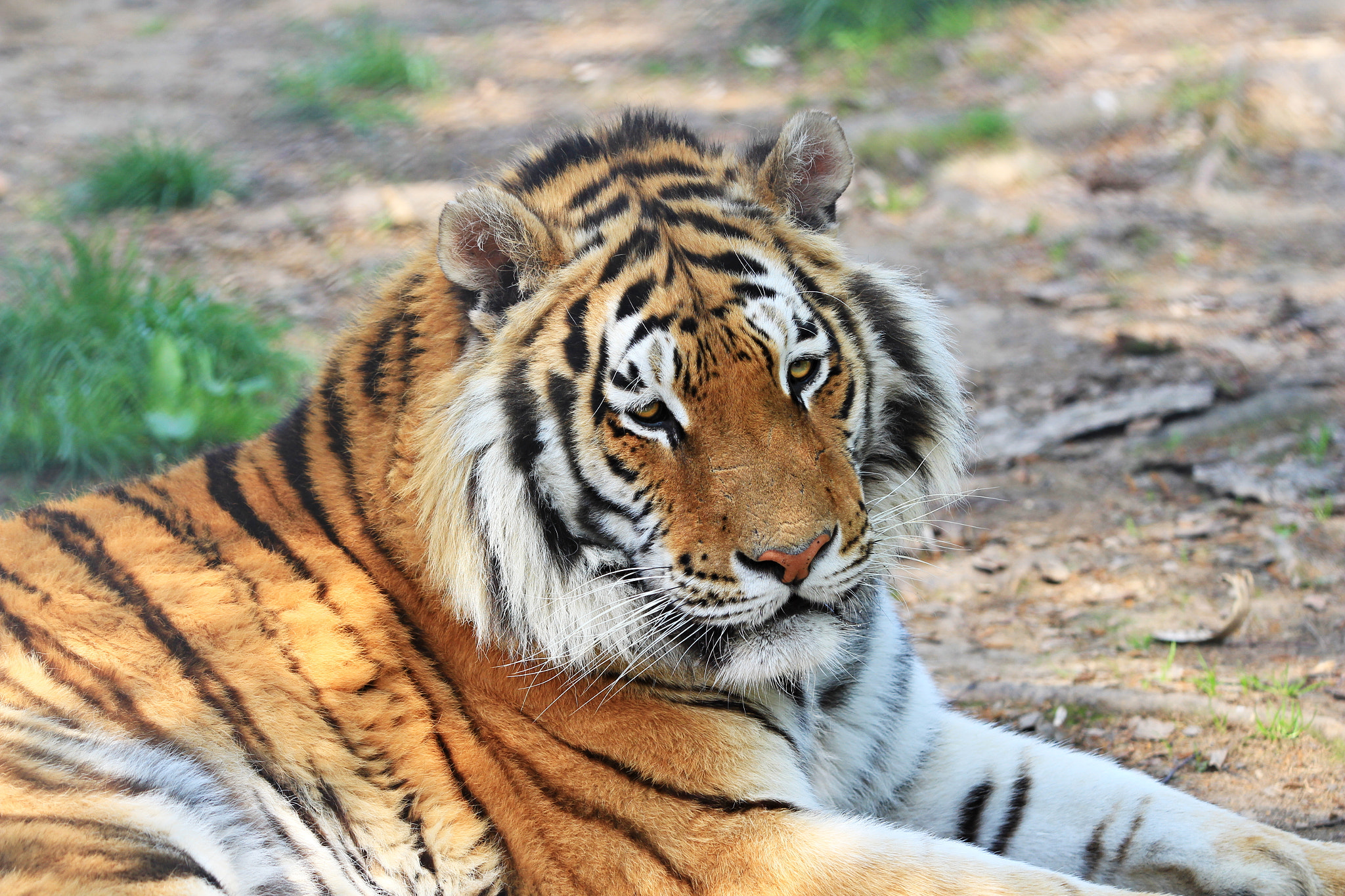 Canon EF 70-200mm F2.8L USM sample photo. Tiger photography