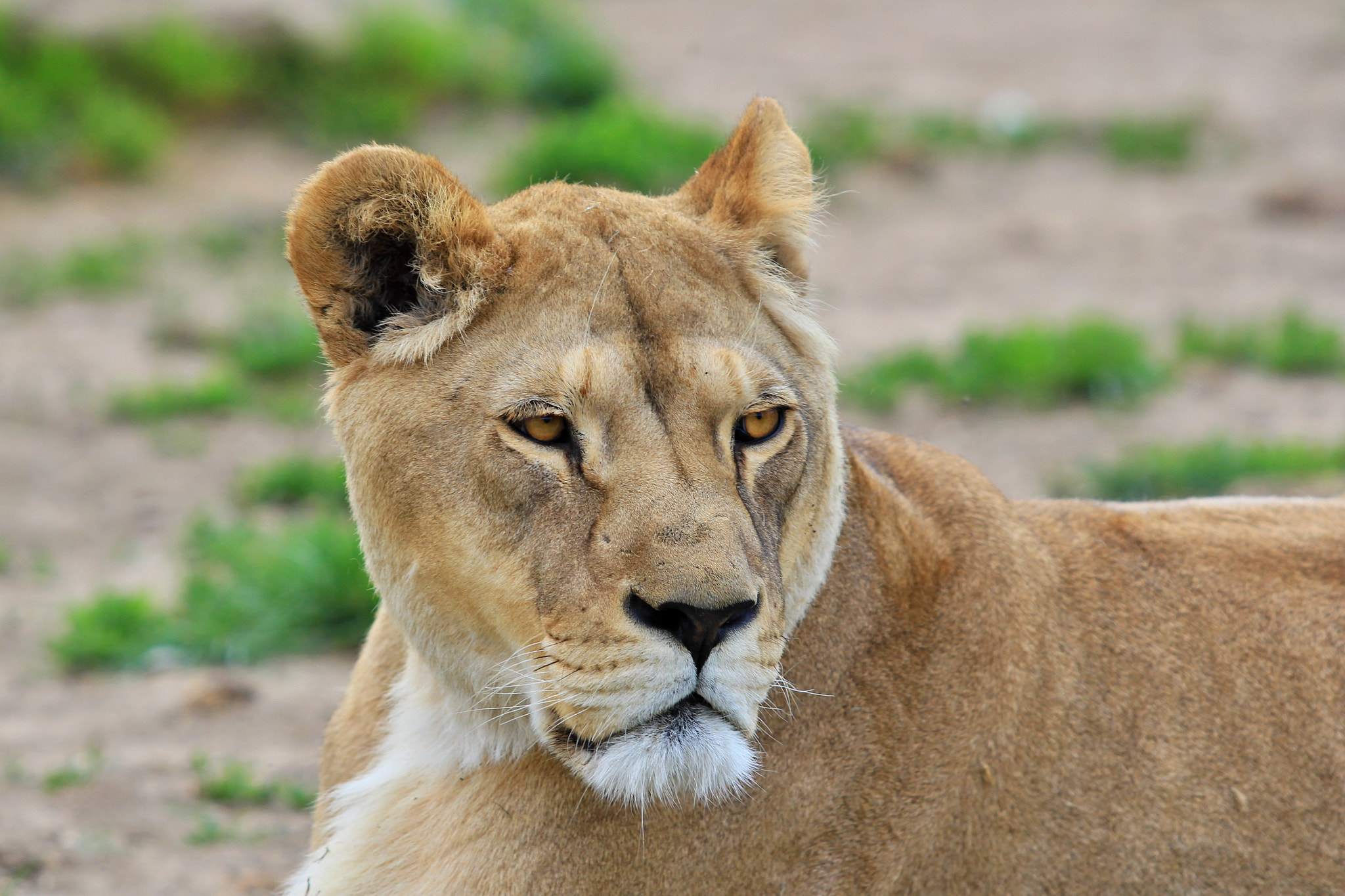 Canon EF 70-200mm F2.8L USM sample photo. Lioness photography