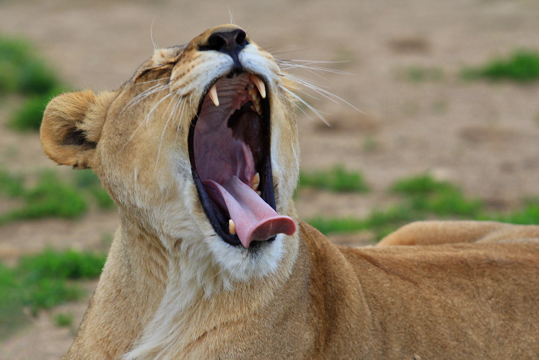 Canon EF 70-200mm F2.8L USM sample photo. Lioness photography