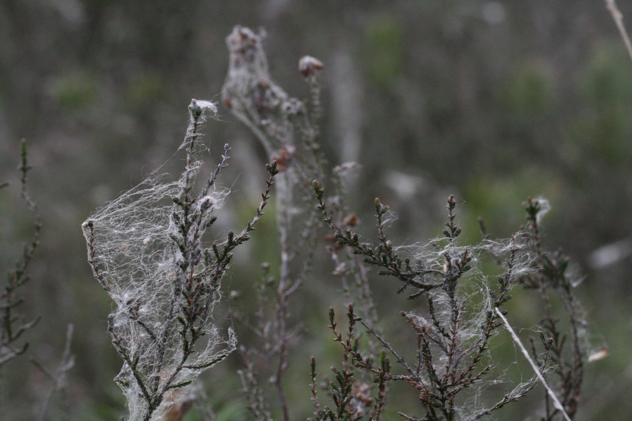 Canon EF 100mm F2.8L Macro IS USM sample photo. Macro spider web photography