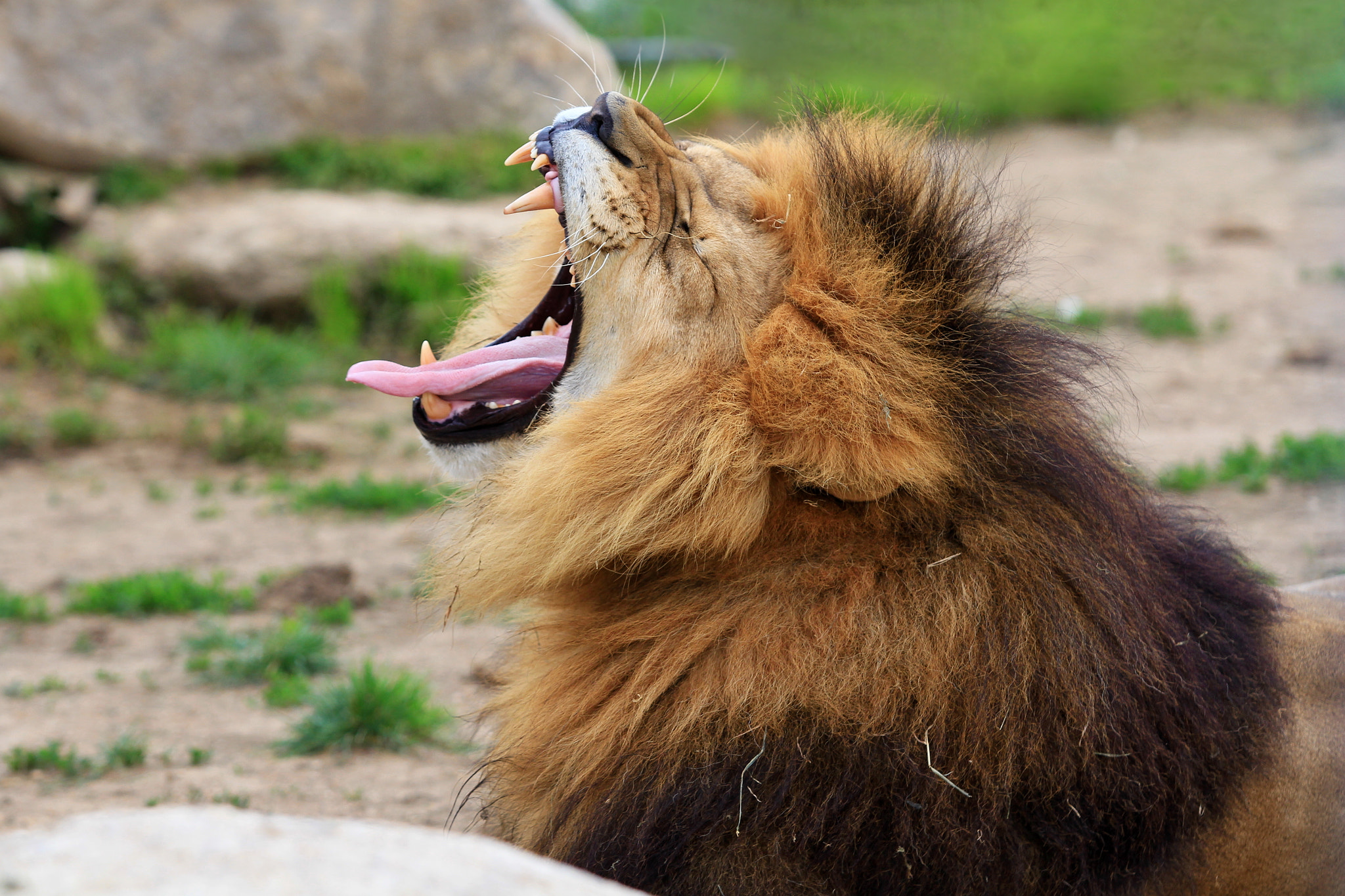 Canon EF 70-200mm F2.8L USM sample photo. Lion photography