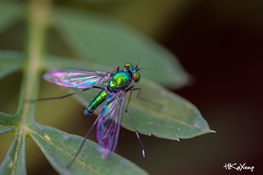 Canon EF-S 60mm F2.8 Macro USM sample photo. Insect photography
