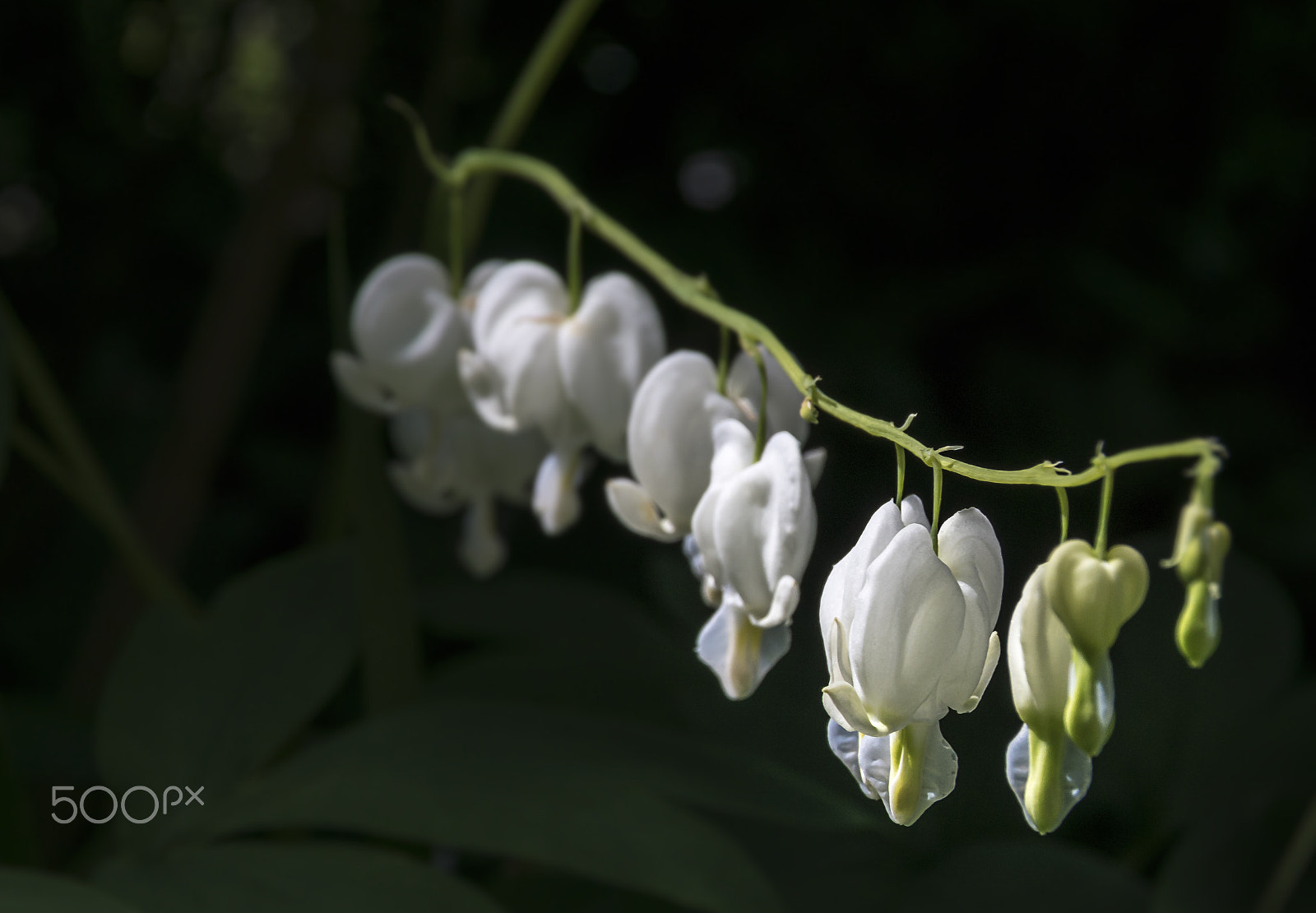 Sony ILCA-77M2 + Tamron AF 28-105mm F4-5.6 [IF] sample photo. White hearts 3 photography