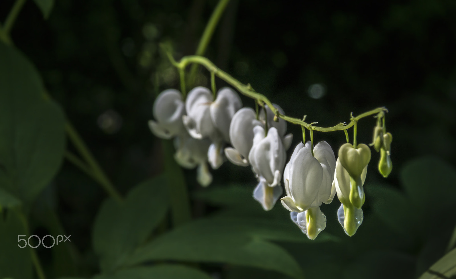 Sony ILCA-77M2 + Tamron AF 28-105mm F4-5.6 [IF] sample photo. White hearts 2 photography