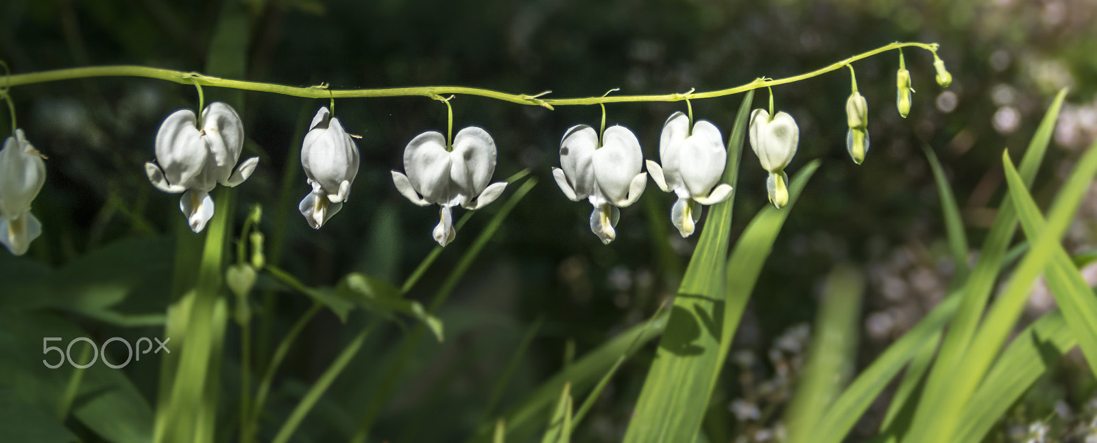 Sony ILCA-77M2 + Tamron AF 28-105mm F4-5.6 [IF] sample photo. White hearts 1 photography