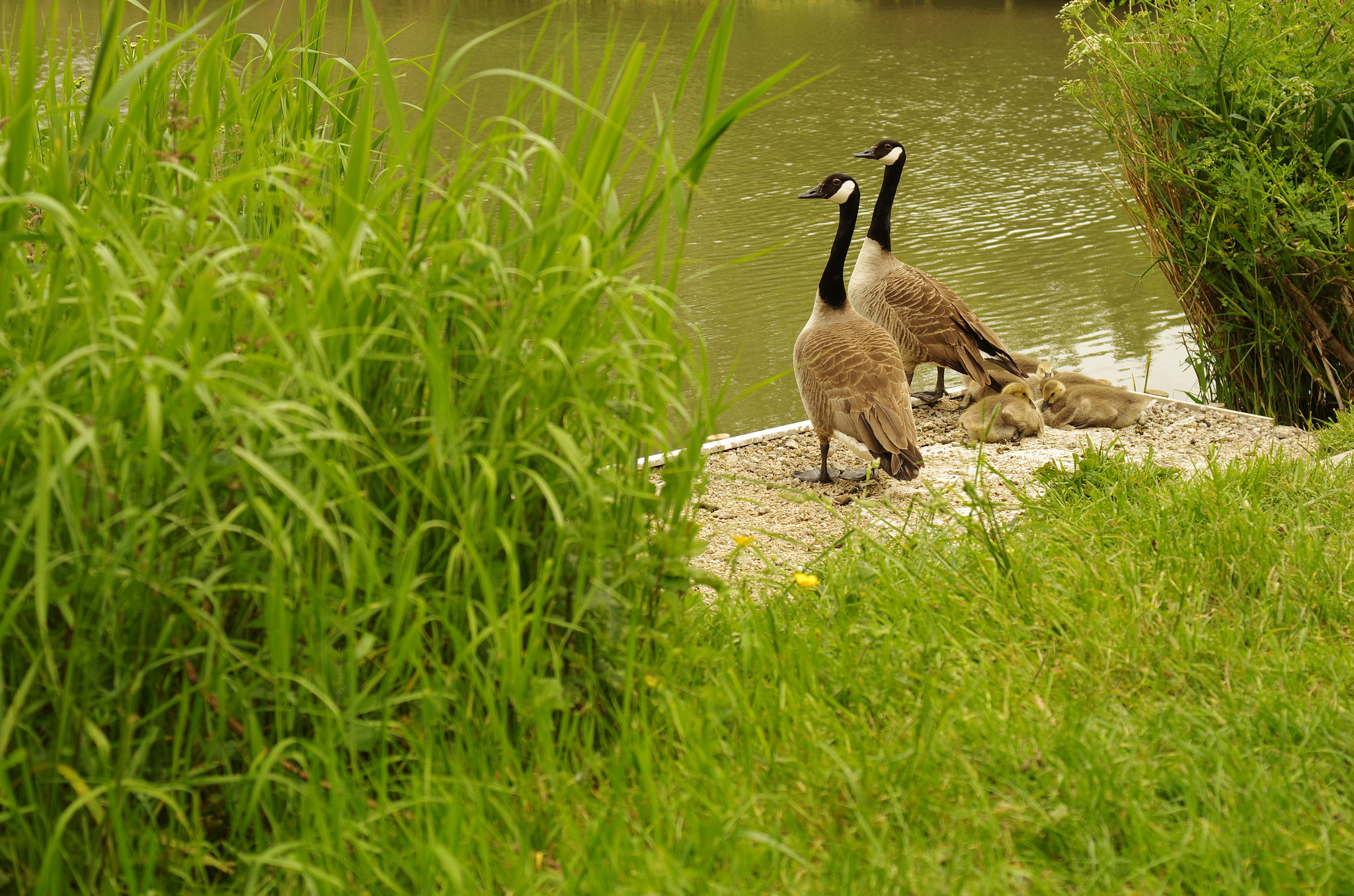 Pentax K-5 sample photo. Tired out photography