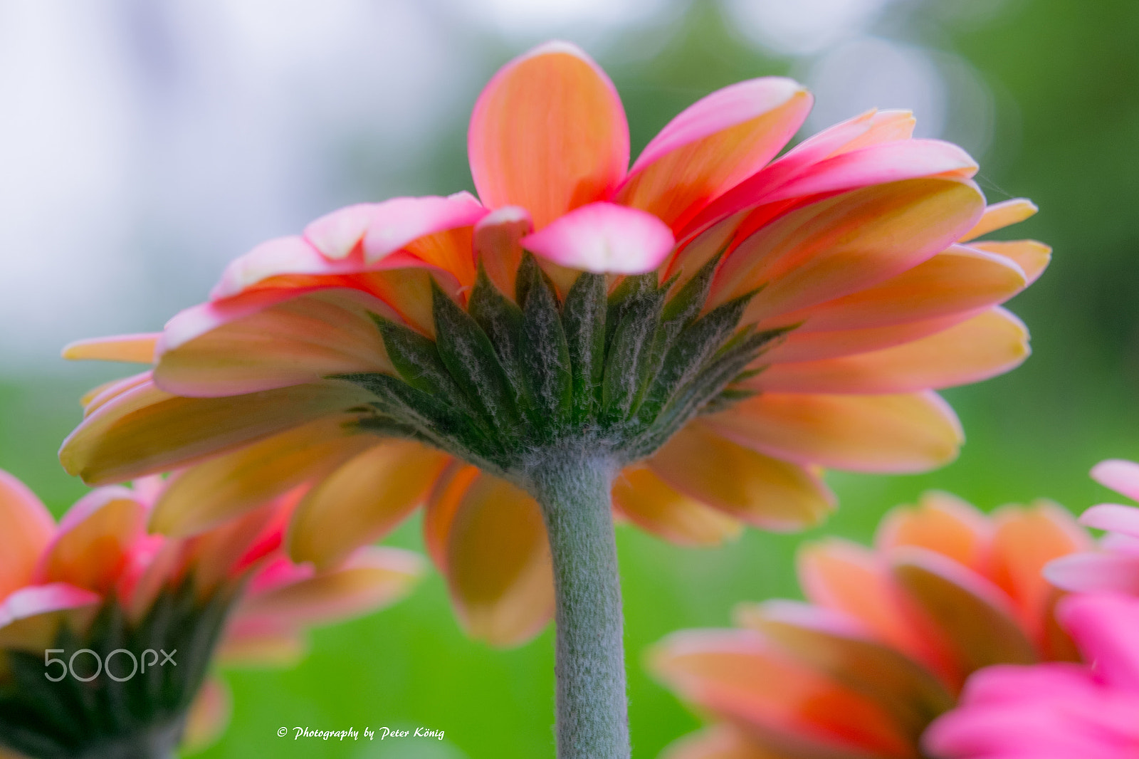 Fujifilm X-M1 + Fujifilm XF 60mm F2.4 R Macro sample photo. Red beauty photography