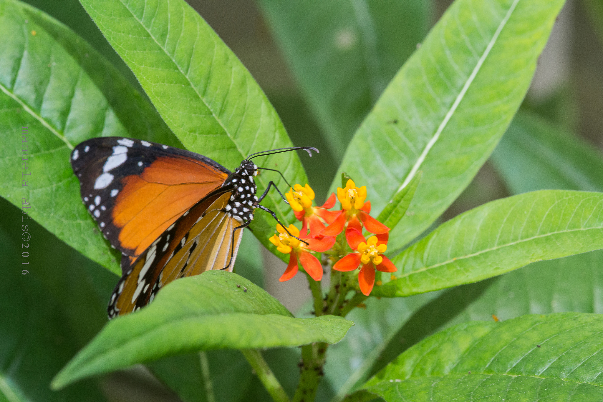 Nikon D600 + Sigma 105mm F2.8 EX DG Macro sample photo. Pois and butterfly photography